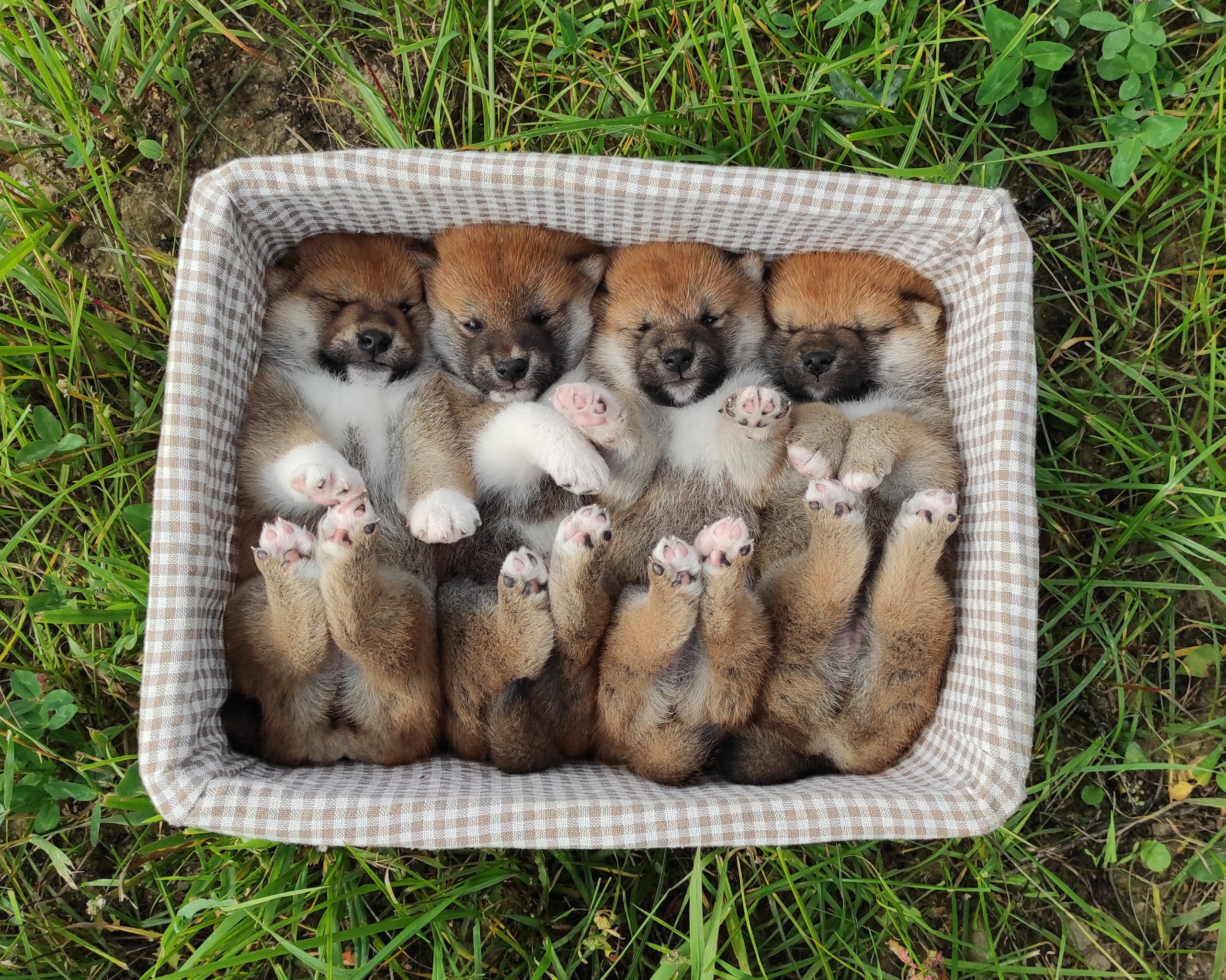 Сиба Rubylight литер Y питомник Рубилайт 