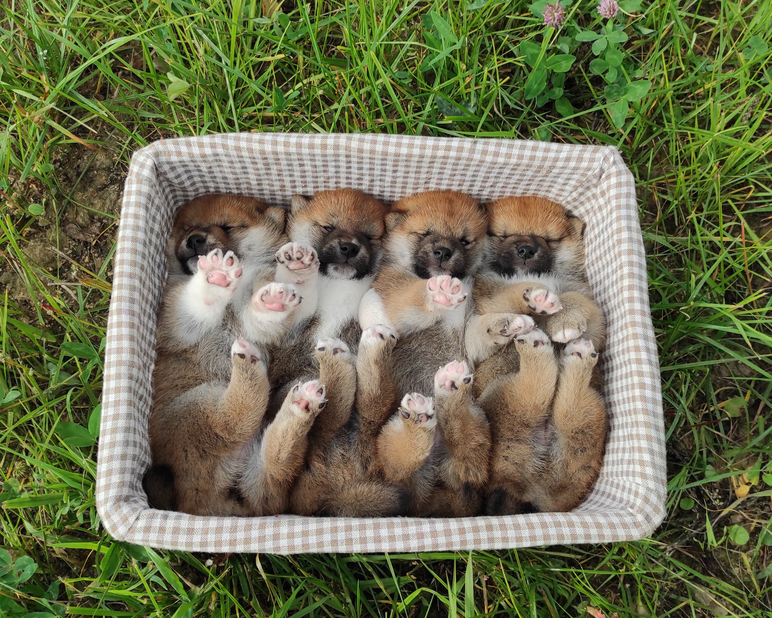 Сиба Rubylight литер Y питомник Рубилайт 