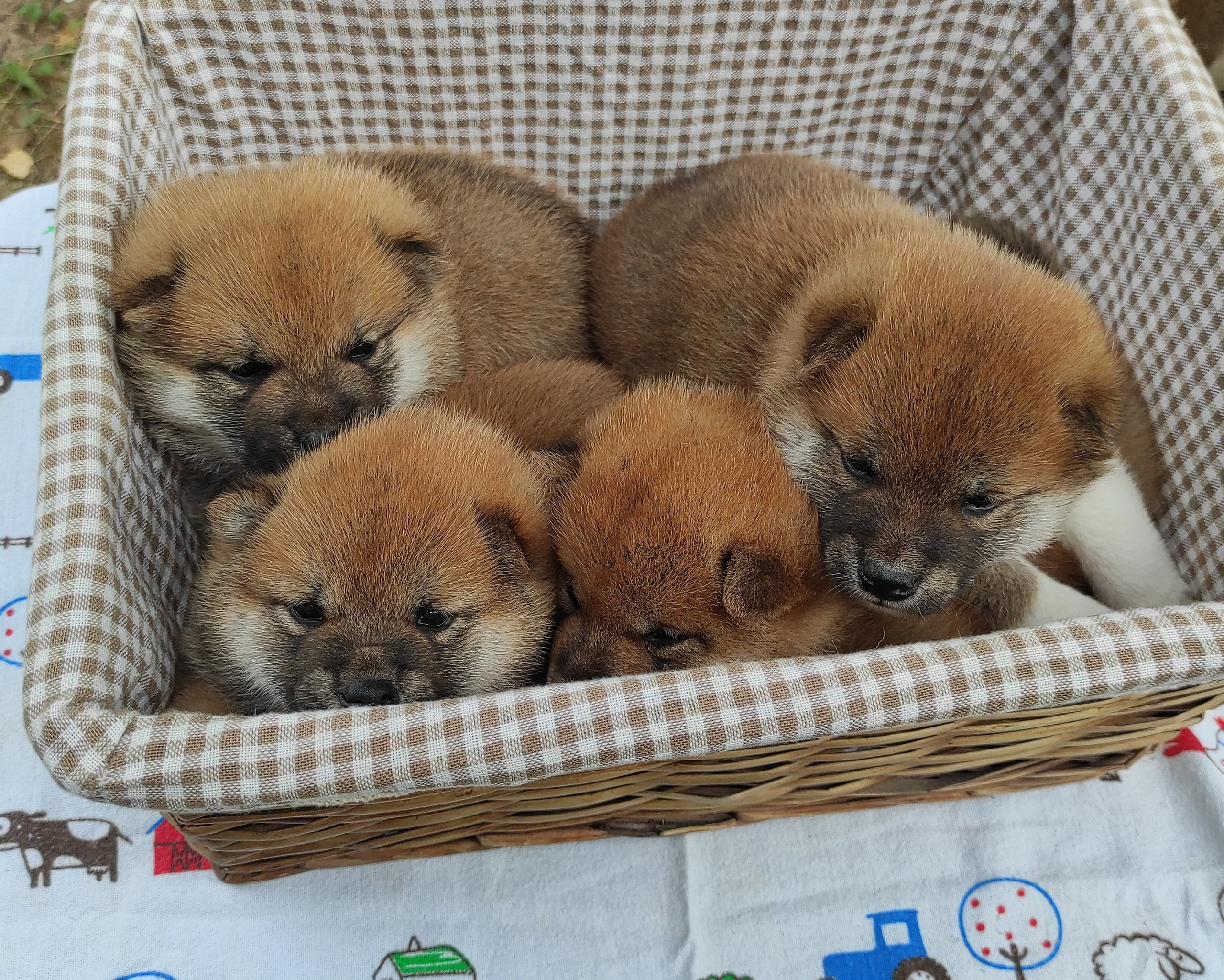 Сиба Rubylight литер Y питомник Рубилайт 