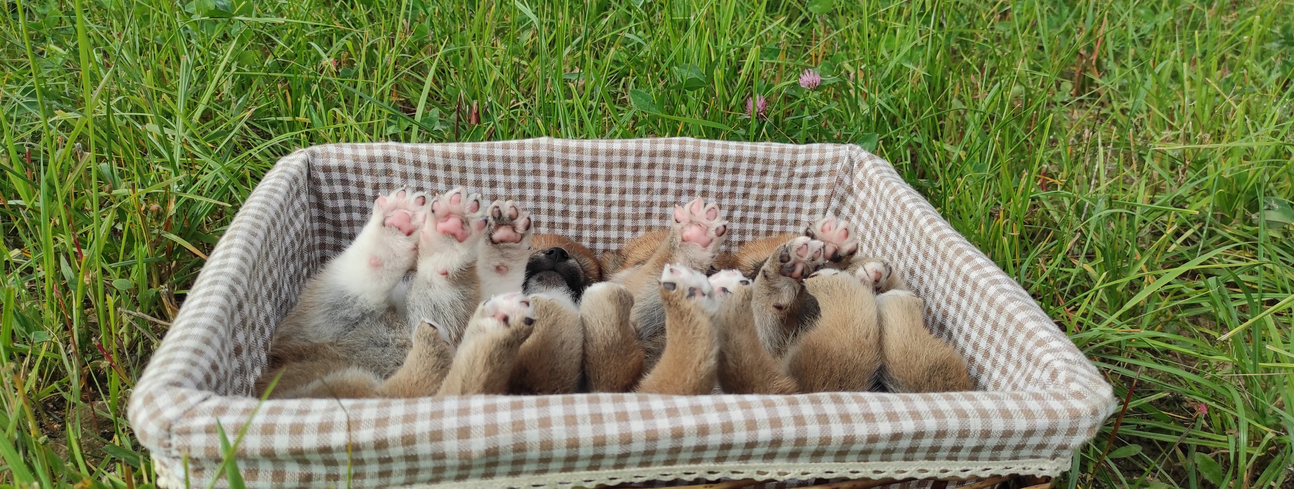 Сиба Rubylight литер Y питомник Рубилайт 