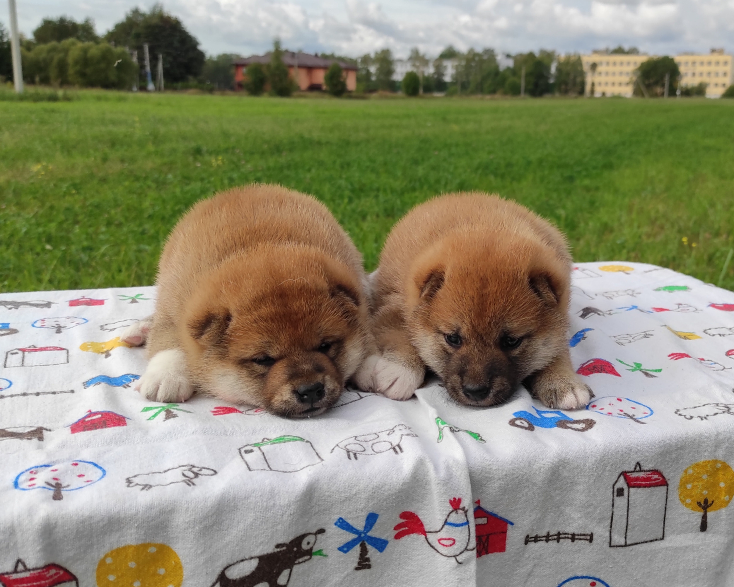 Сиба Rubylight литер Y питомник Рубилайт 