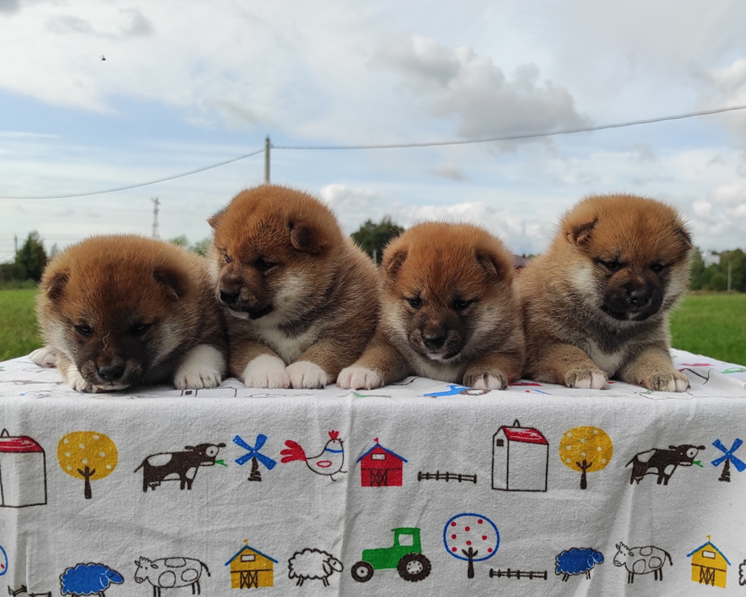 Сиба Rubylight литер Y питомник Рубилайт 