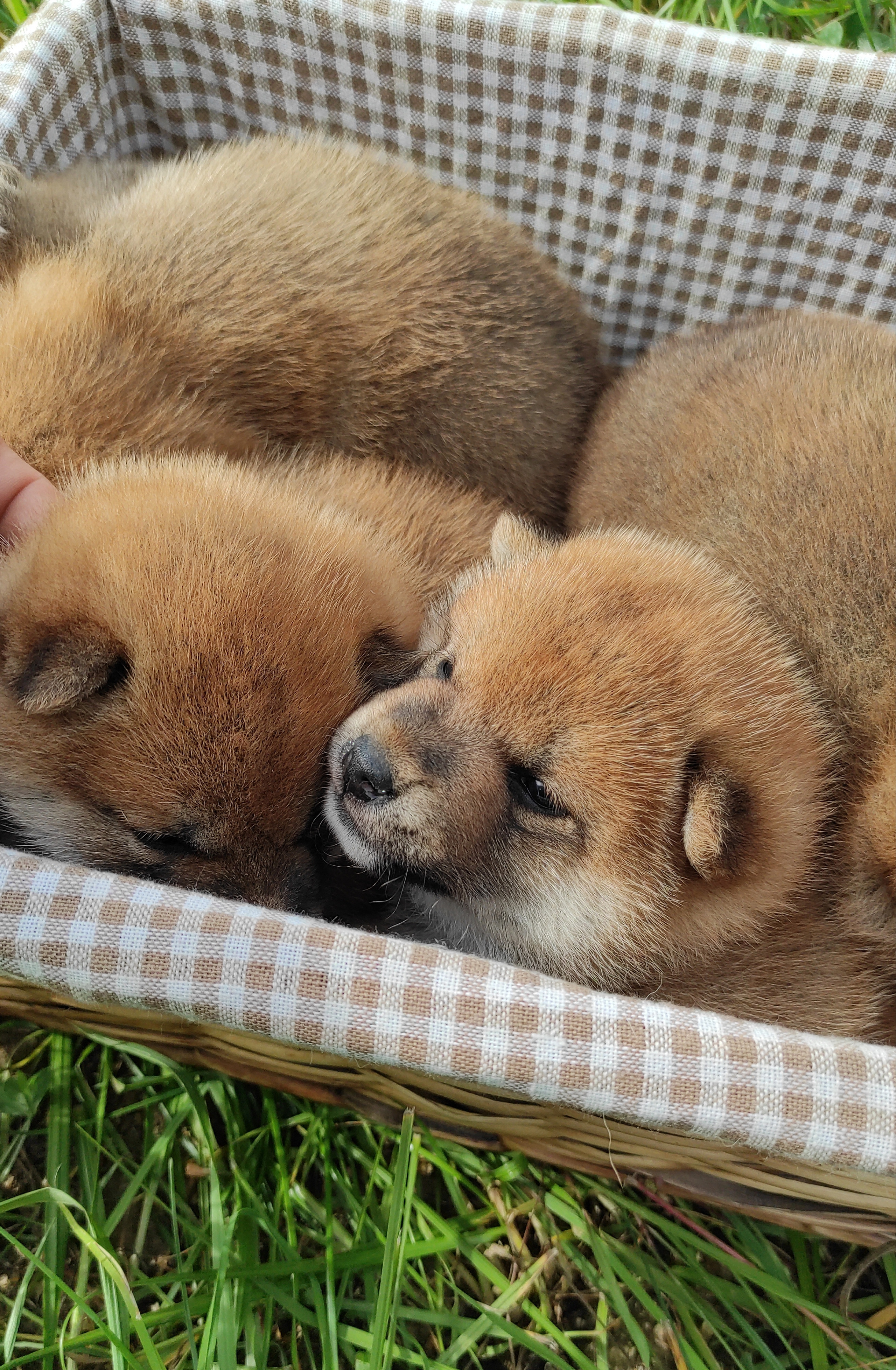 Сиба Rubylight литер Y питомник Рубилайт 