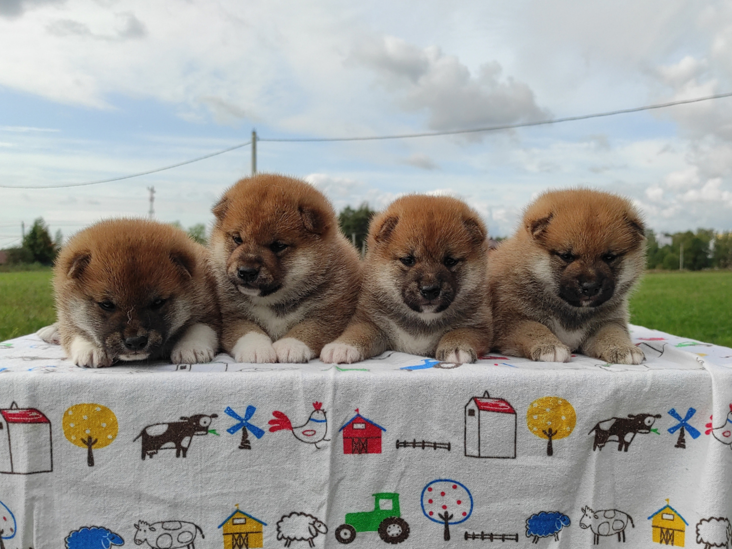 Сиба Rubylight литер Y питомник Рубилайт 