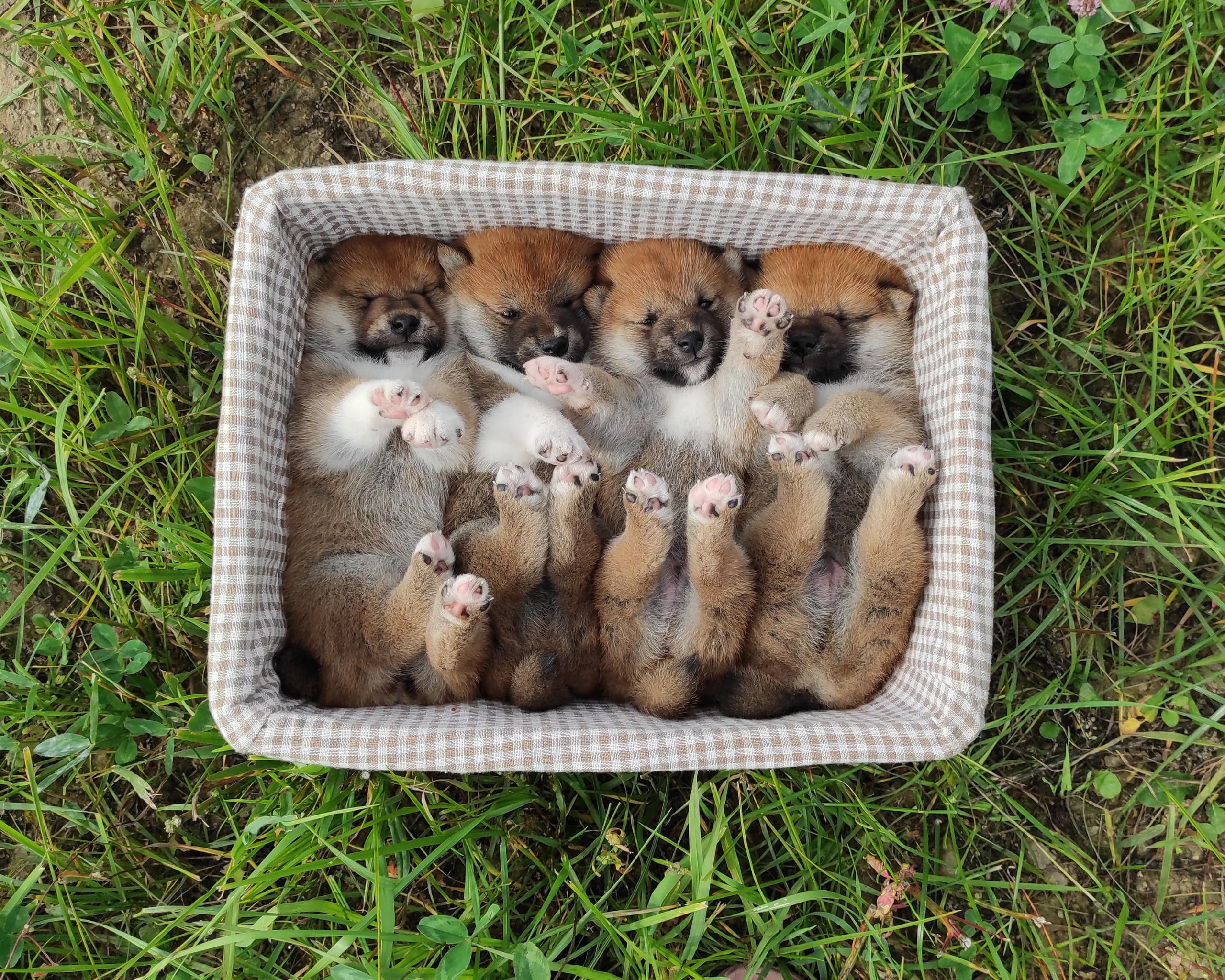 Сиба Rubylight литер Y питомник Рубилайт 