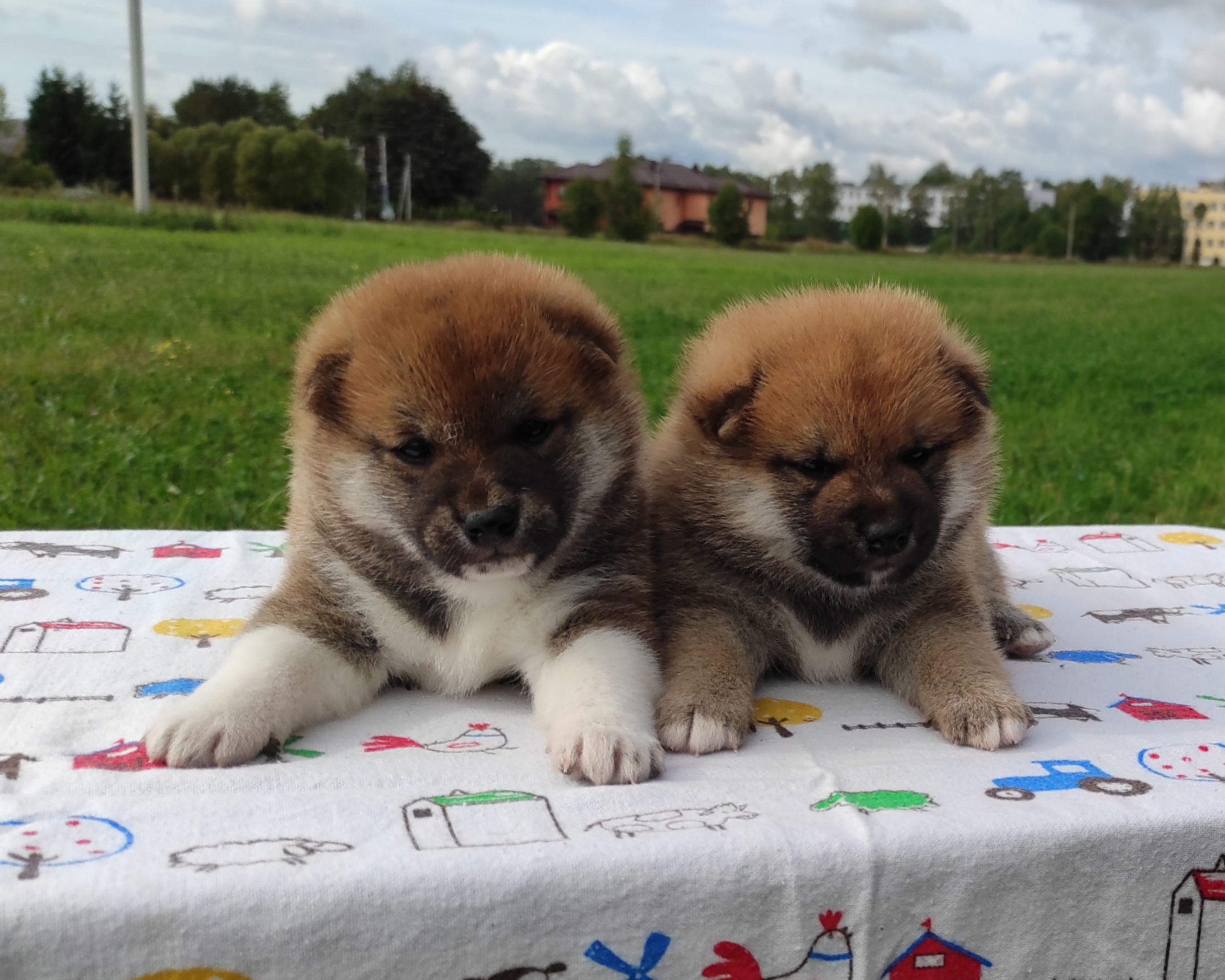 Сиба Rubylight литер Y питомник Рубилайт 