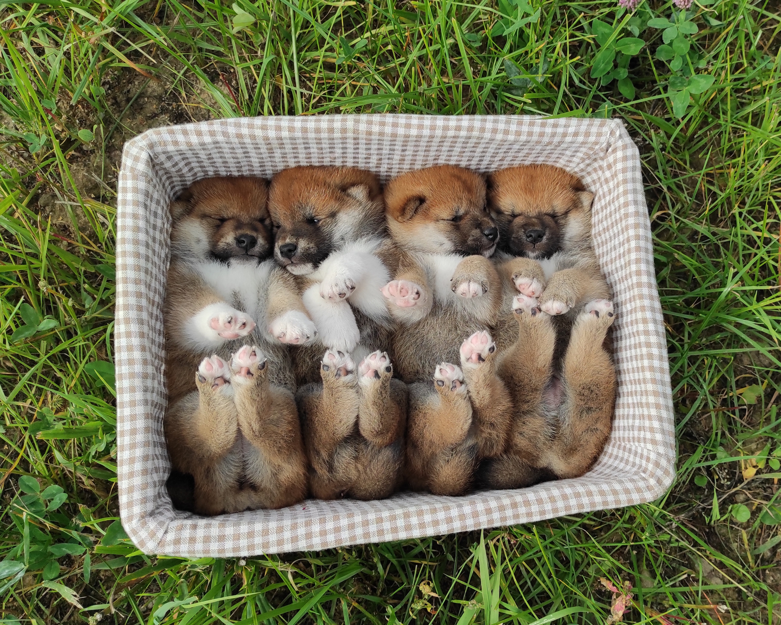 Сиба Rubylight литер Y питомник Рубилайт 