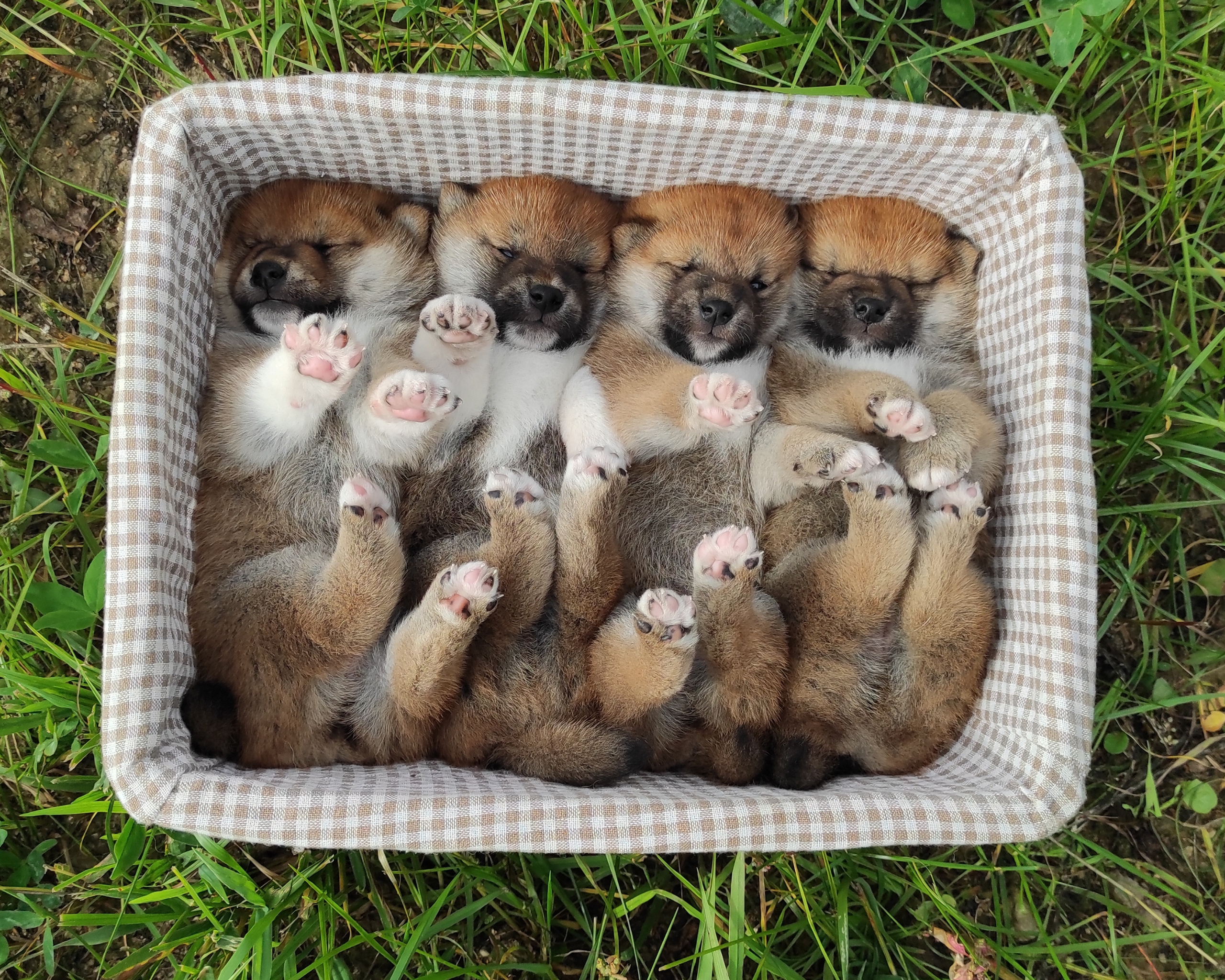 Сиба Rubylight литер Y питомник Рубилайт 