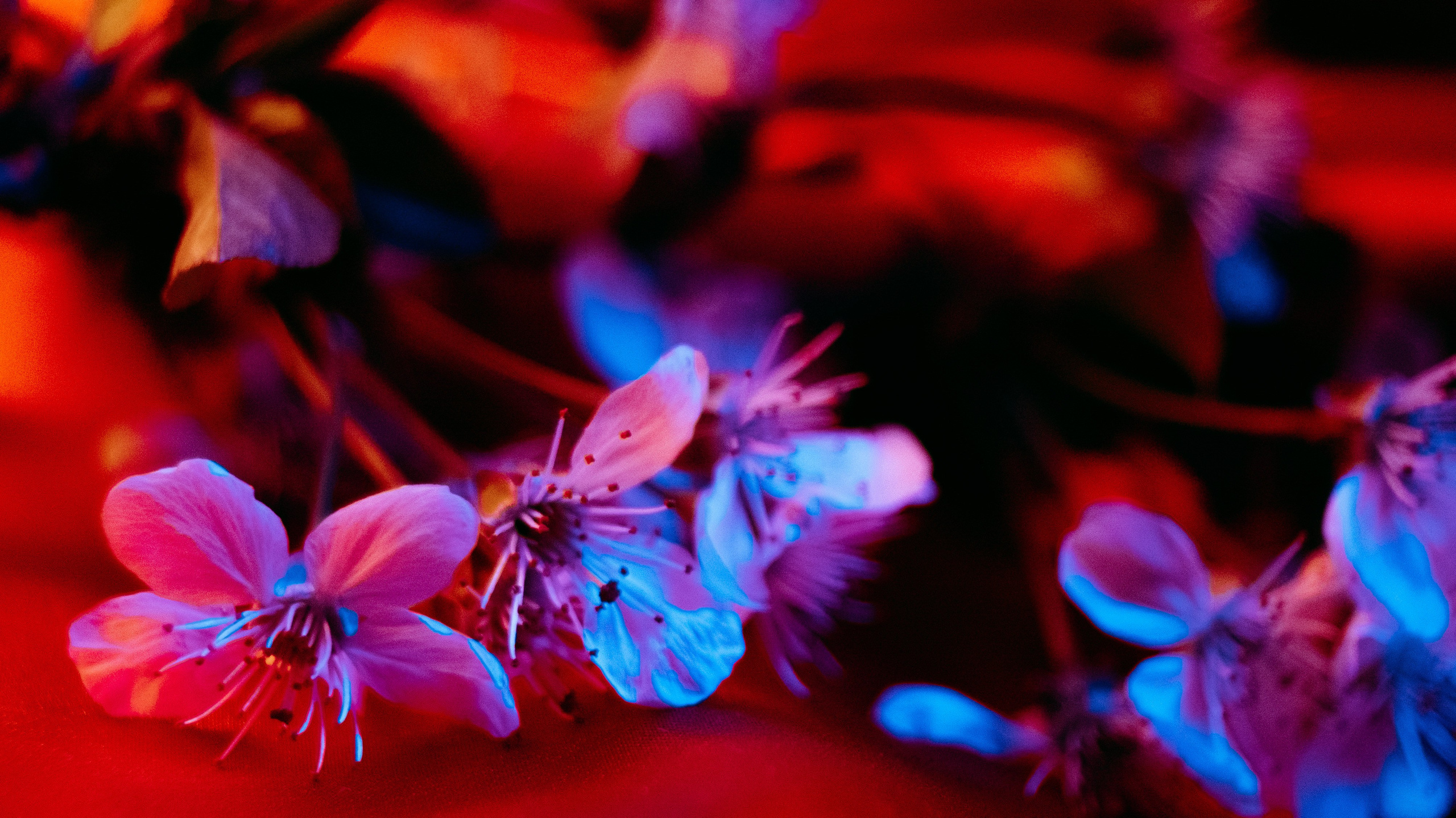 Zoya Smirnova|Visual Artist & Director. Zoya Smirnova | Visual Artist & Director