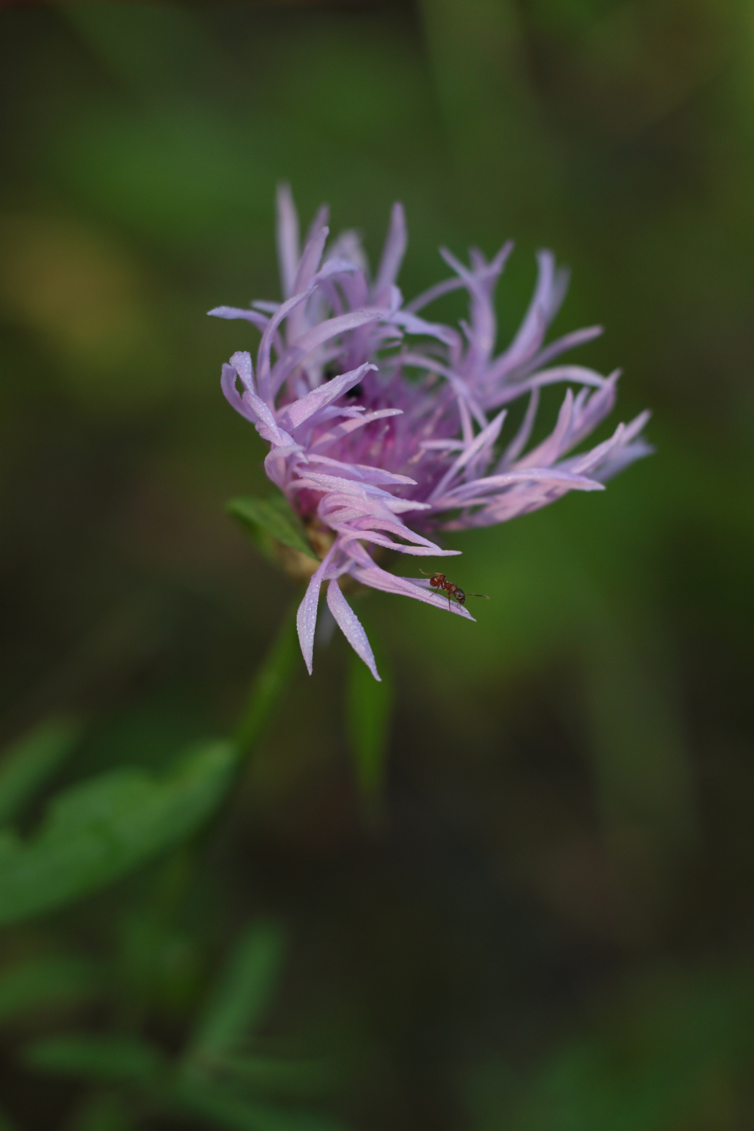 Старое природное, отбирала Katamount (Катерина Горохова). Главная