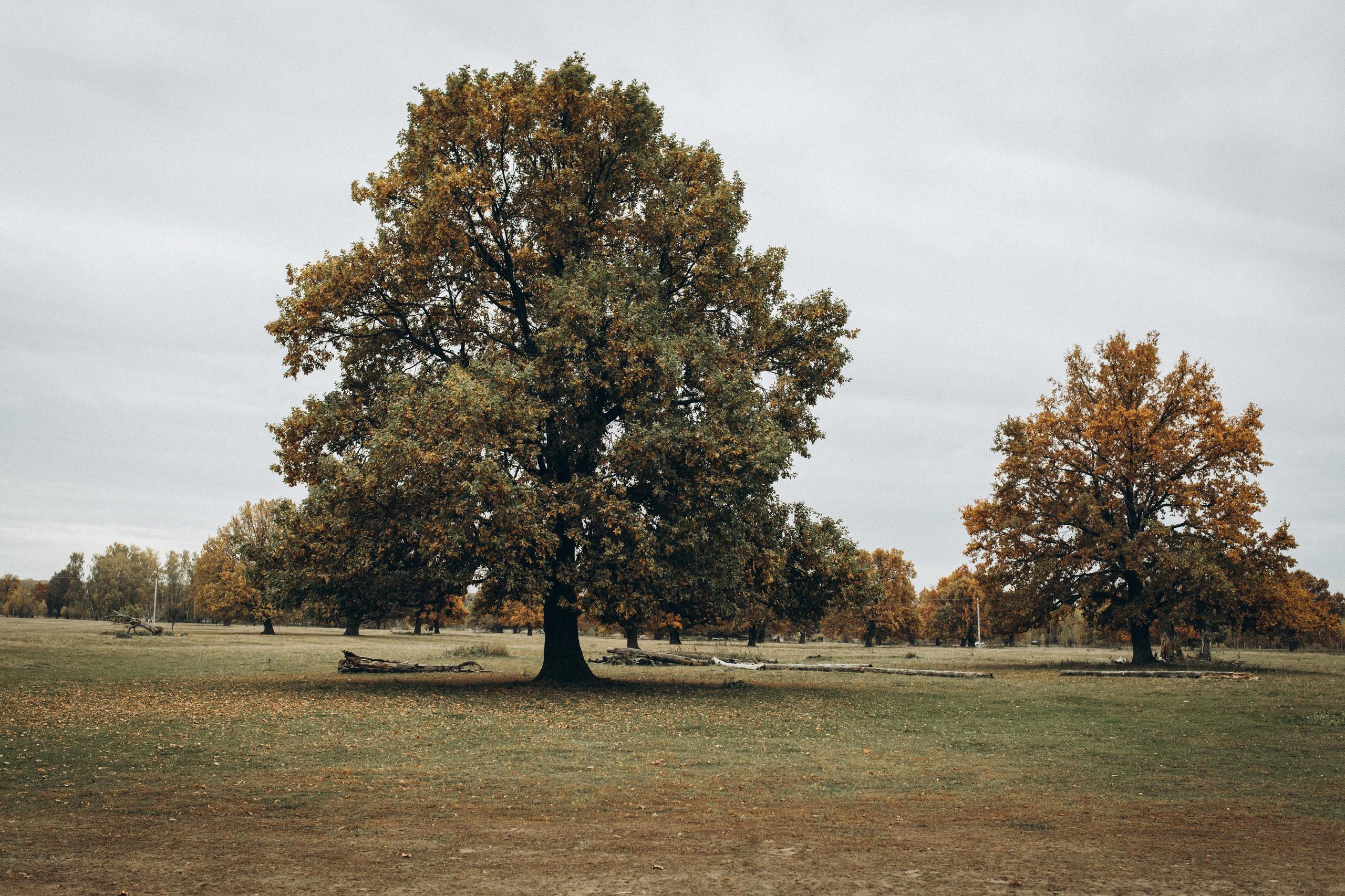Wed Roma&Vika. Нияз Саляхов фотограф Казань Татарстан