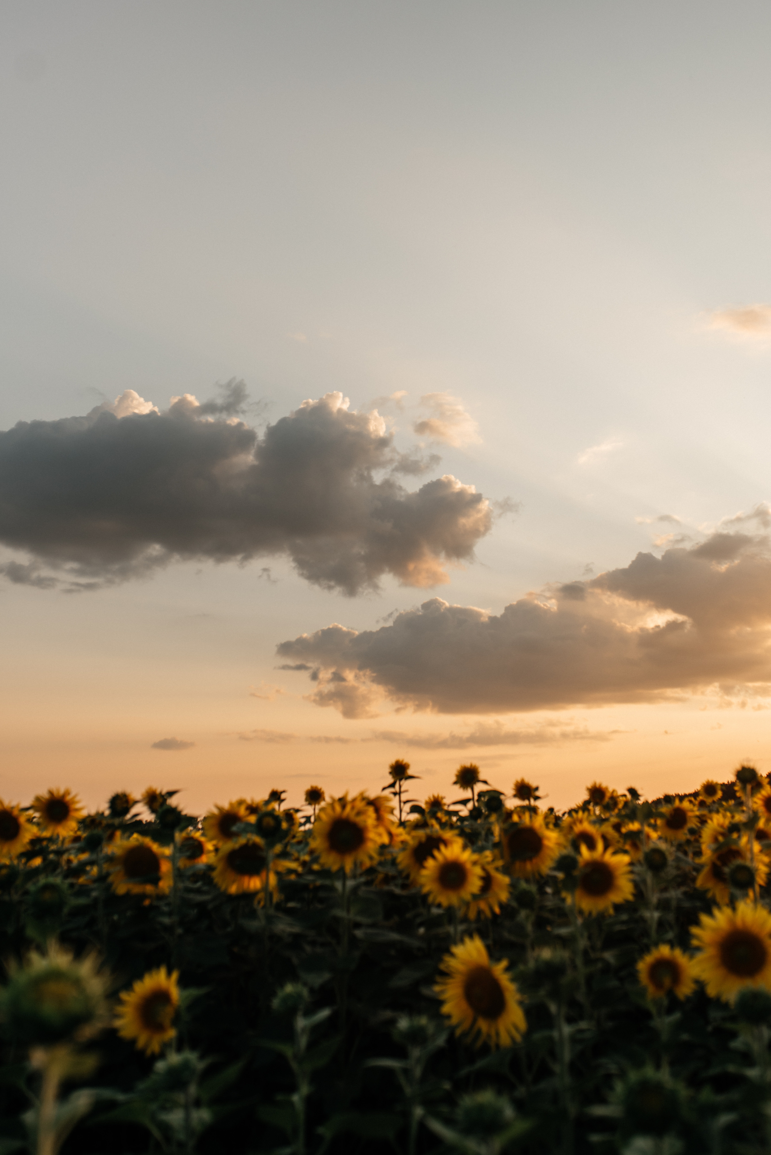 Настя+Нина. Костюшко Кристина — семейный и свадебный фотограф в Минске