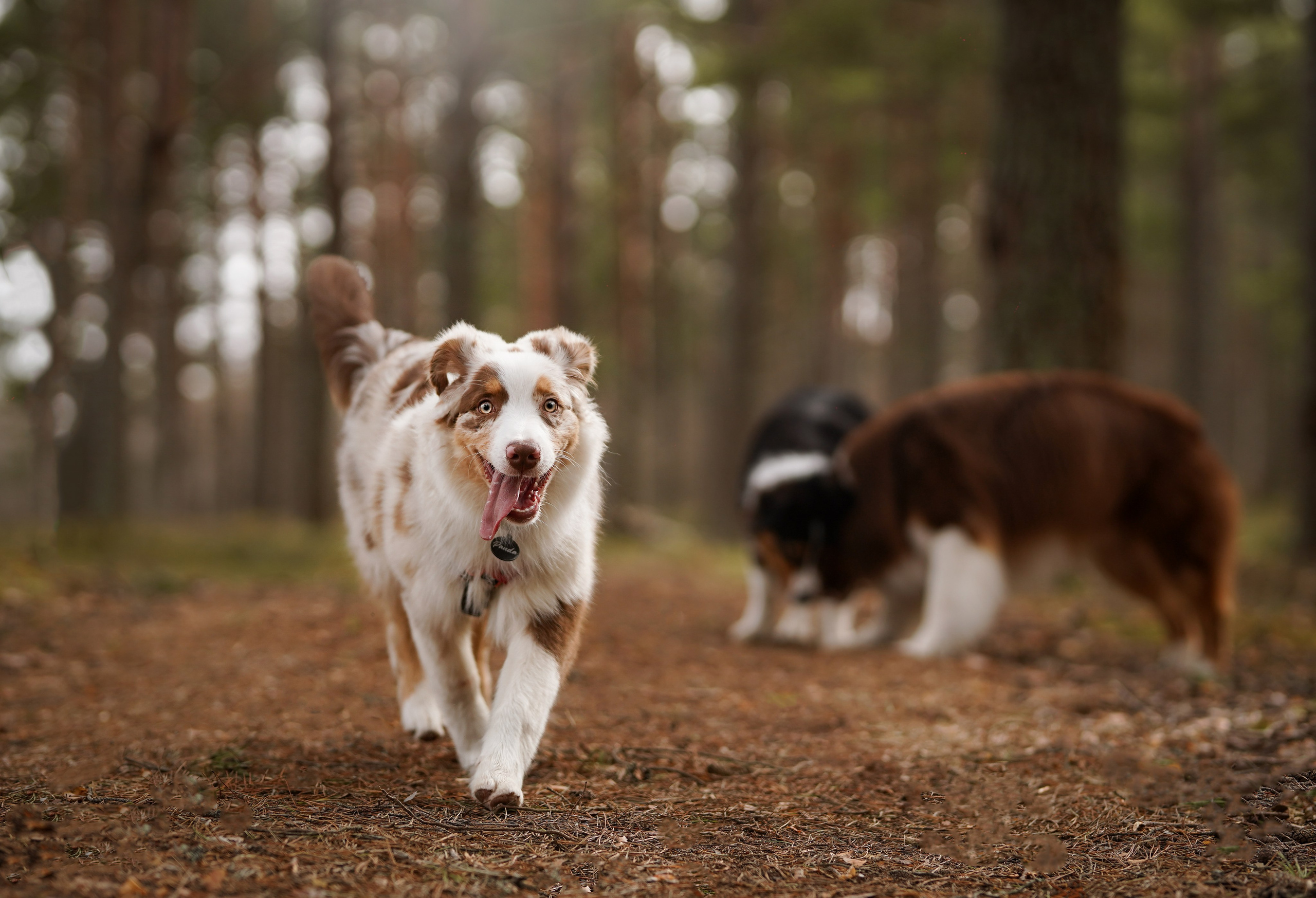 Аусси на Ладоге. Фотограф-анималист в Санкт-Петербурге Яна Мартынова