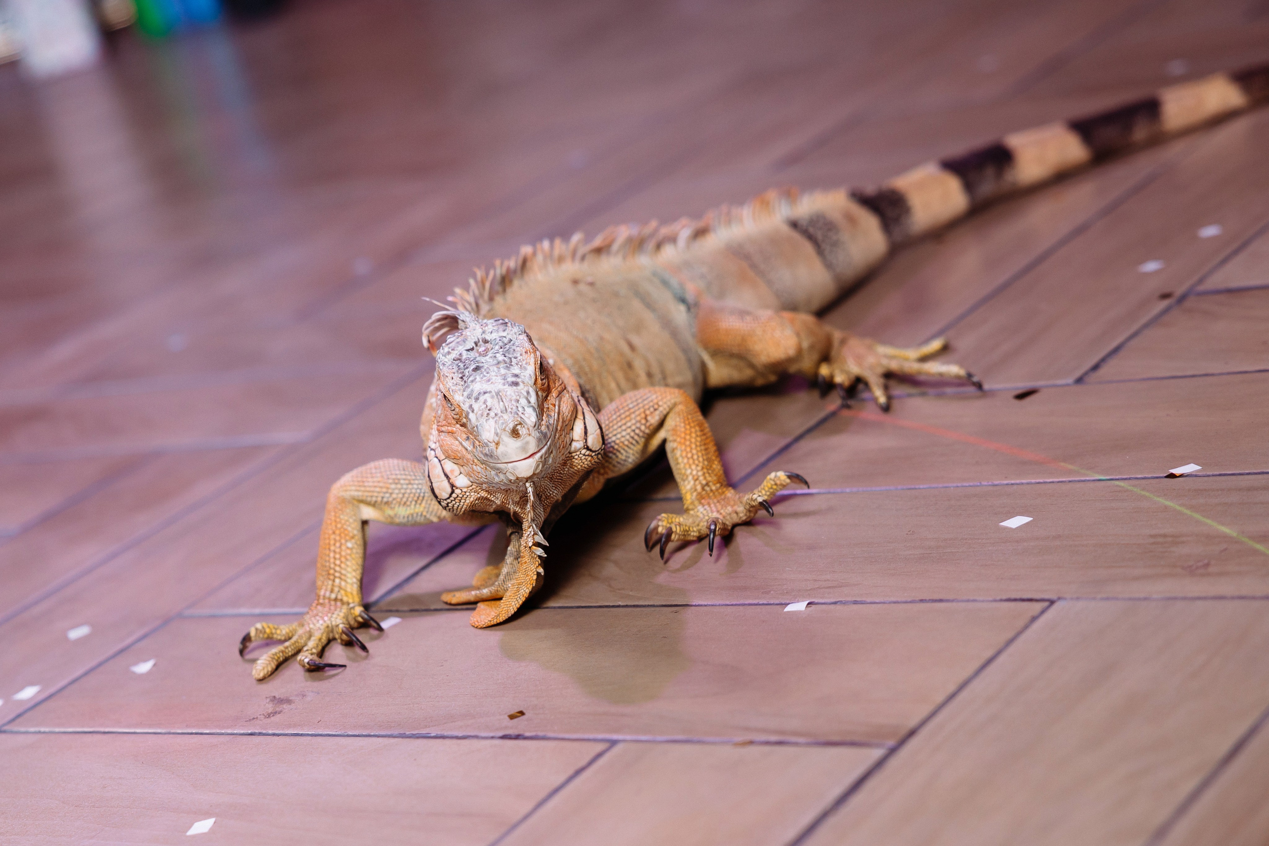 Дни Рождения. Фотограф в Санкт-Петербурге Кирюшенков Андрей