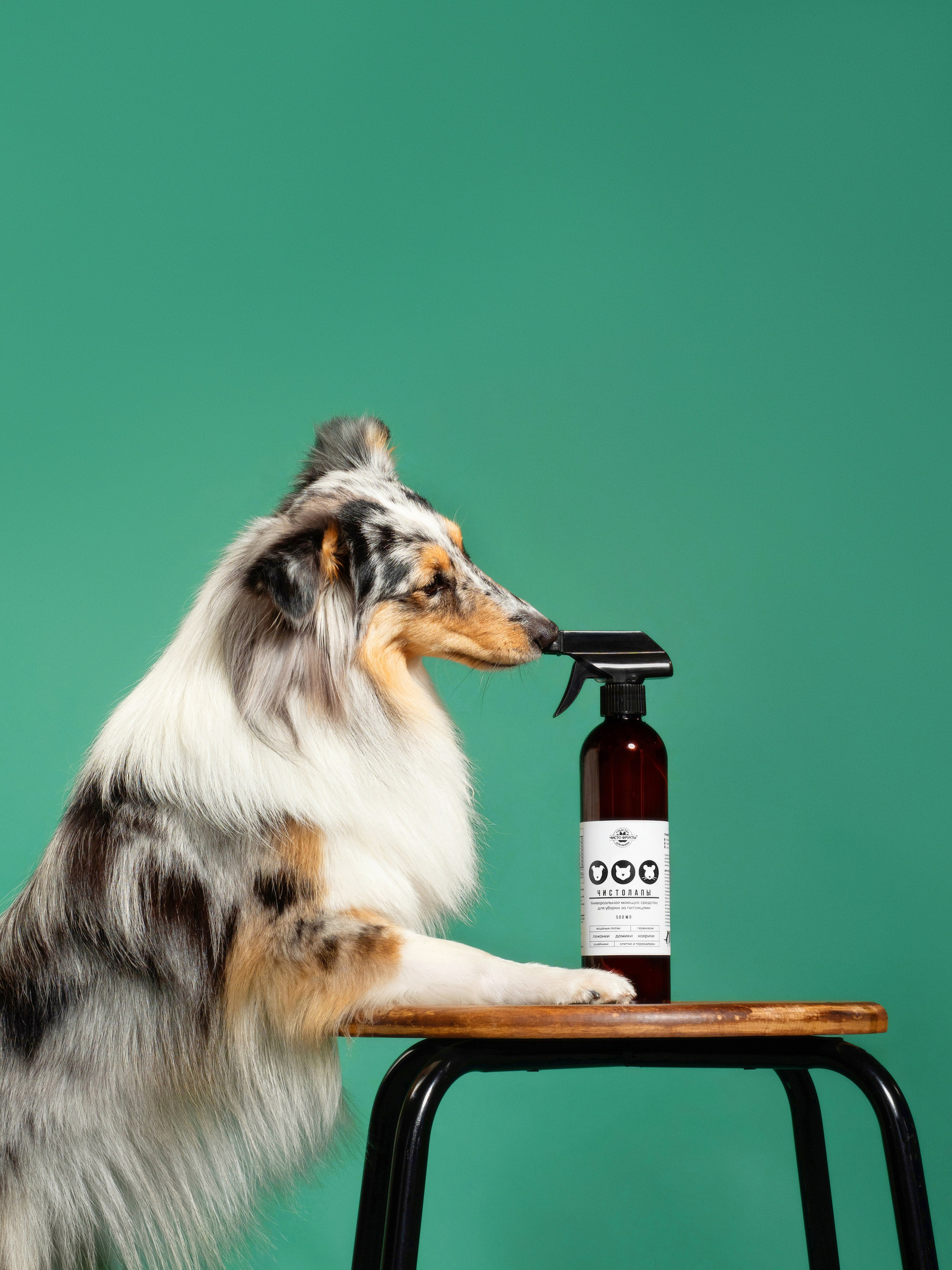 Рекламная съёмка. Фотограф животных и людей в Санкт-Петербурге Дарья Быстрицкая