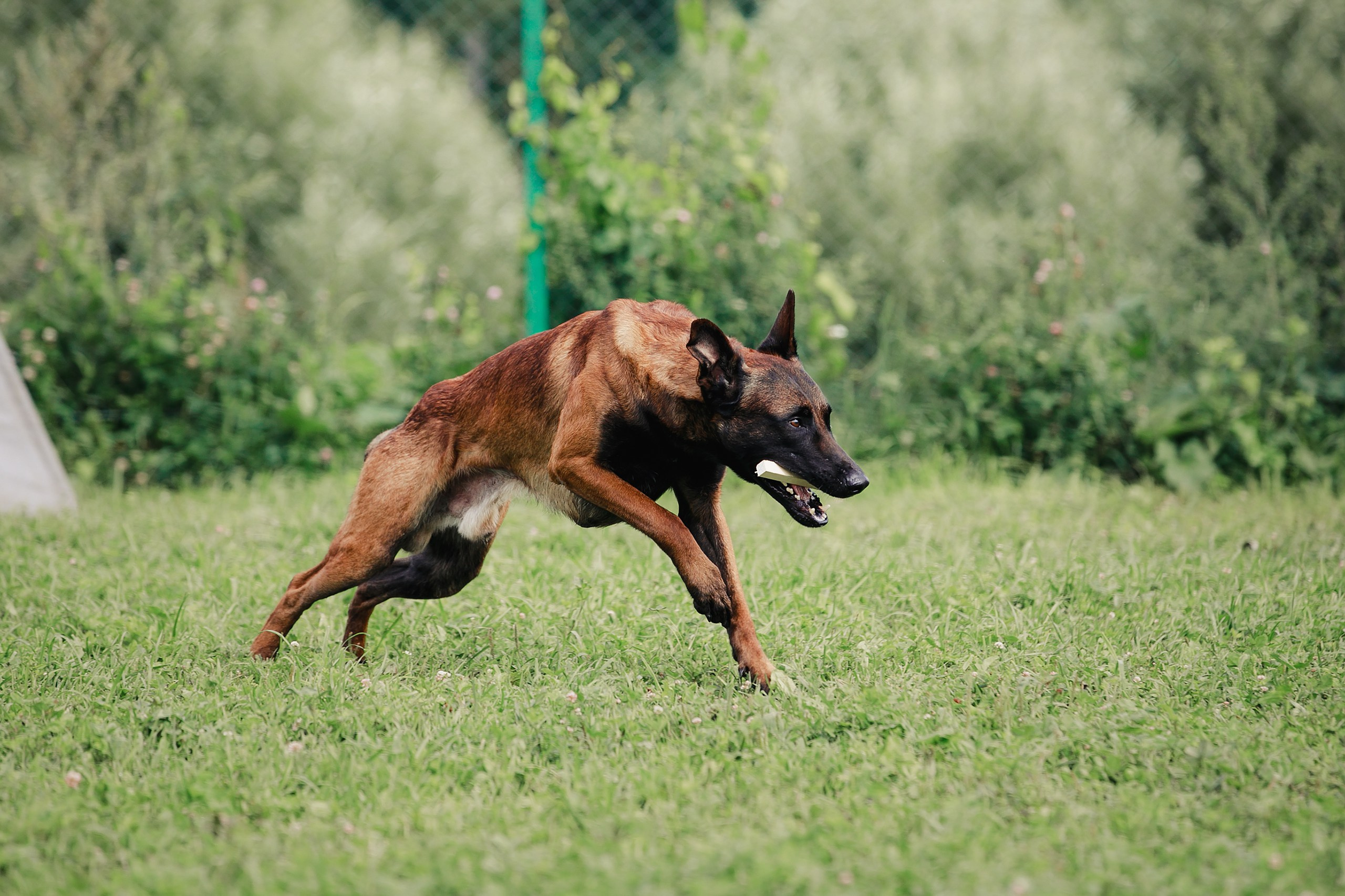 Мондьоринг М1, М2, М3, Вологда. Фотограф-анималист Mary Mart — Москва, Питер