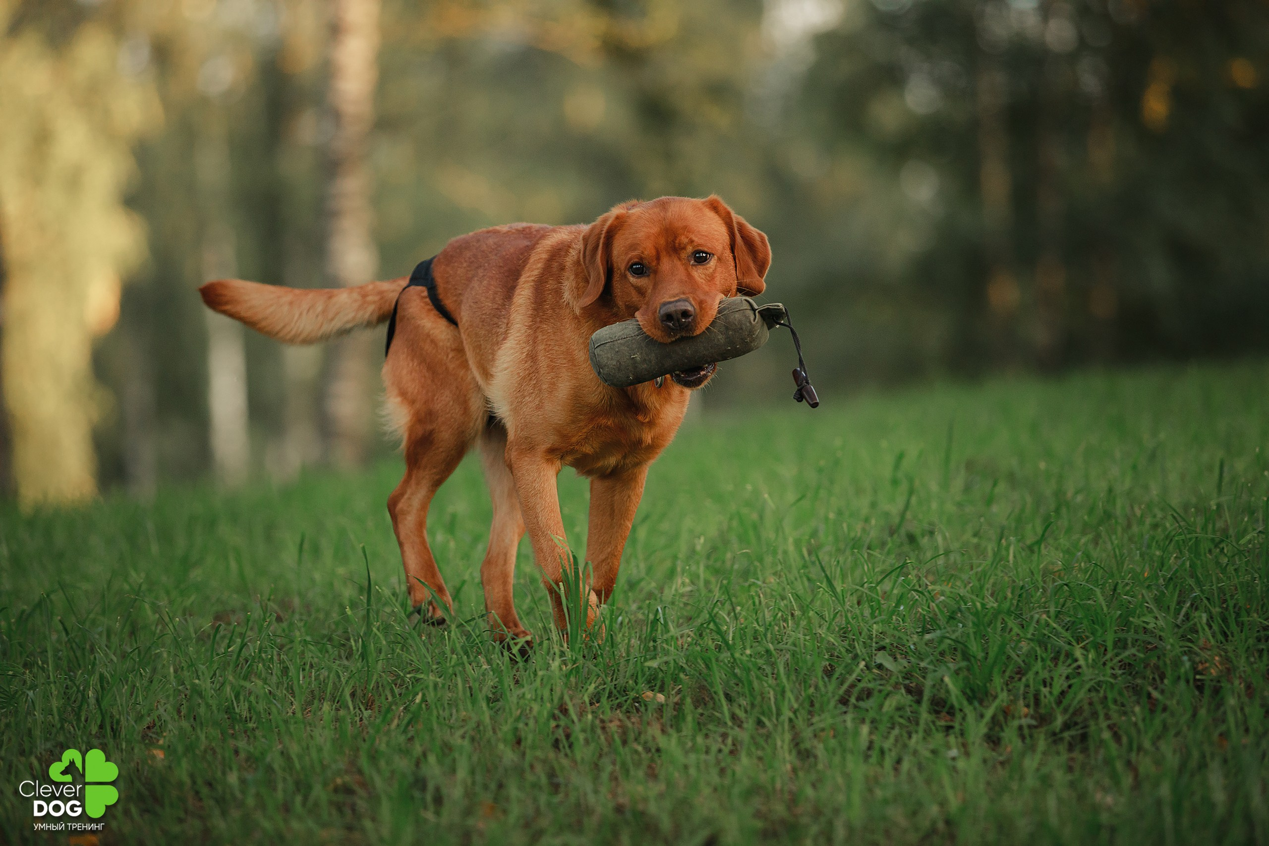 Кинологический лагерь CleverDog, 2024. Фотограф-анималист Mary Mart — Москва, Питер