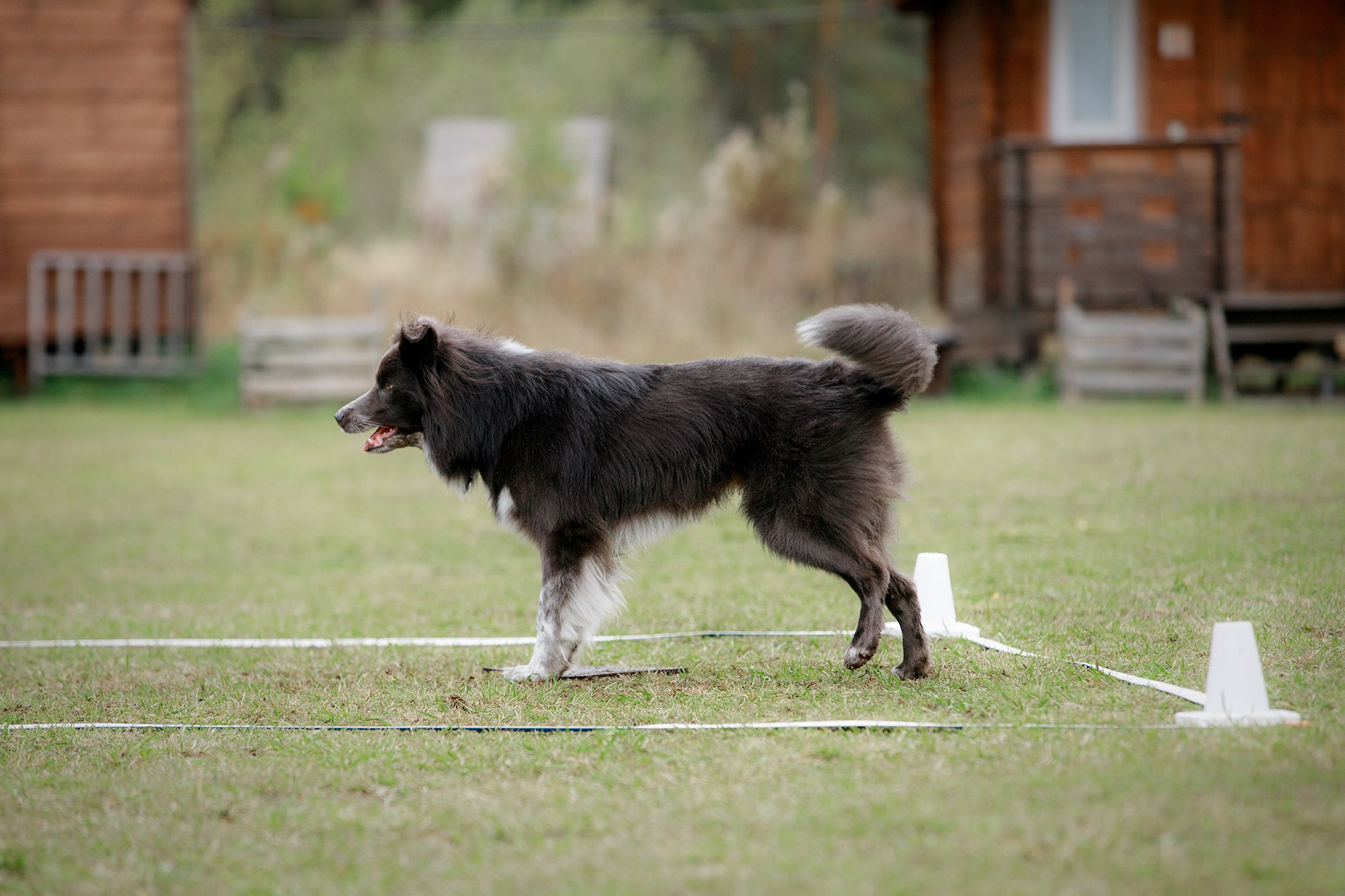 Лагерь по ОБД с Инной Баженовой. Фотограф-анималист Mary Mart — Москва, Питер