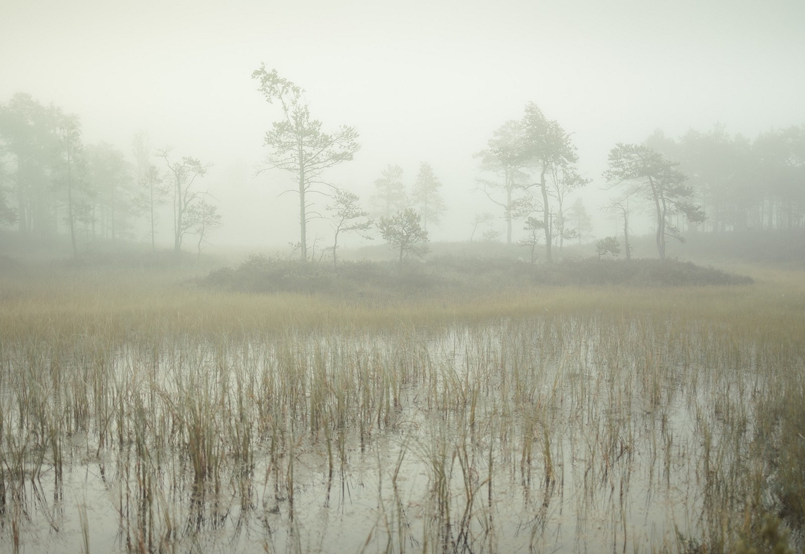 Карельский Перешеек. Фотограф Владимир Медведев