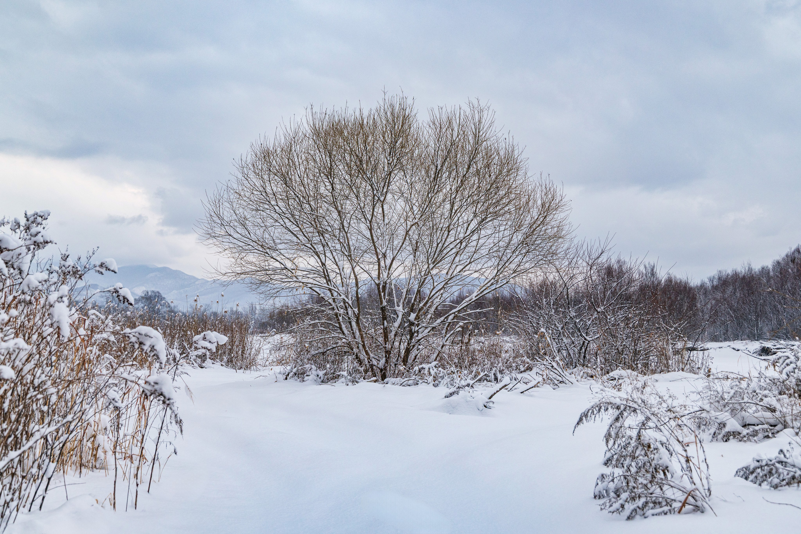 Одинокое дерево во время снегопада, фотография снята на Canon R5 Mark 2