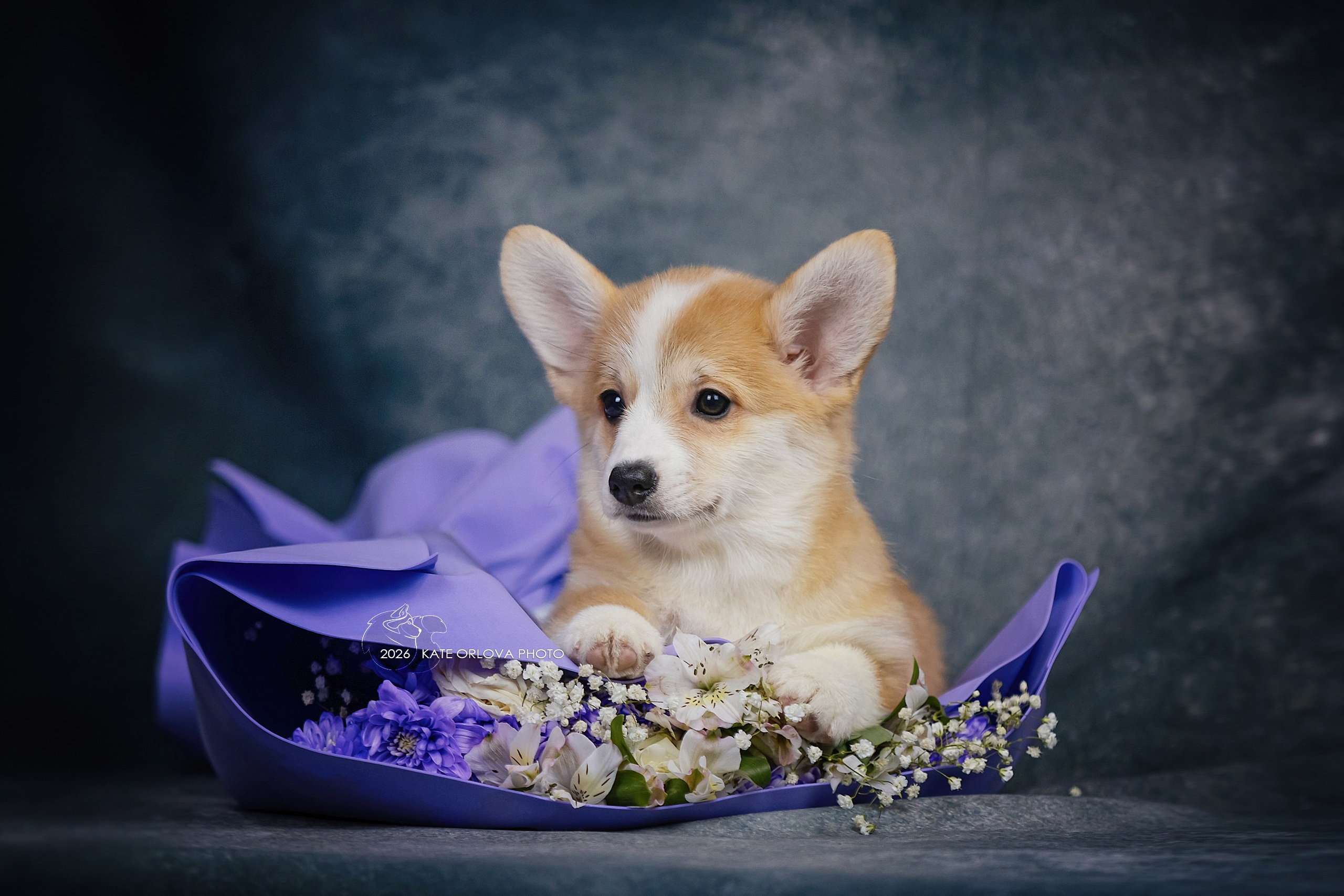 А — Кола и Цесей. Kawaii Kuma питомник собак пород Корги пемброк, Акита ину, Сиба