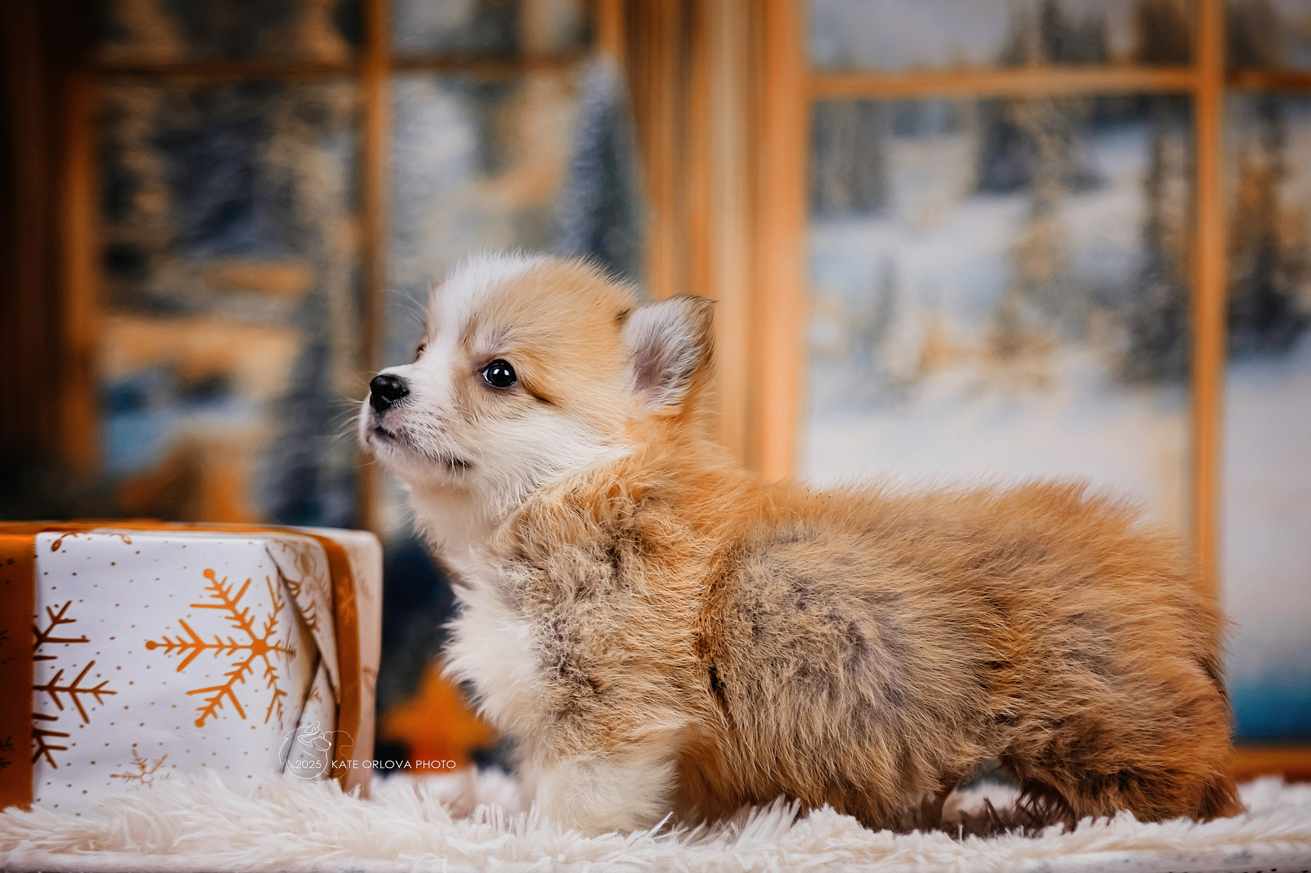 А — Кола и Цесей. Kawaii Kuma питомник собак пород Корги пемброк, Акита ину, Сиба