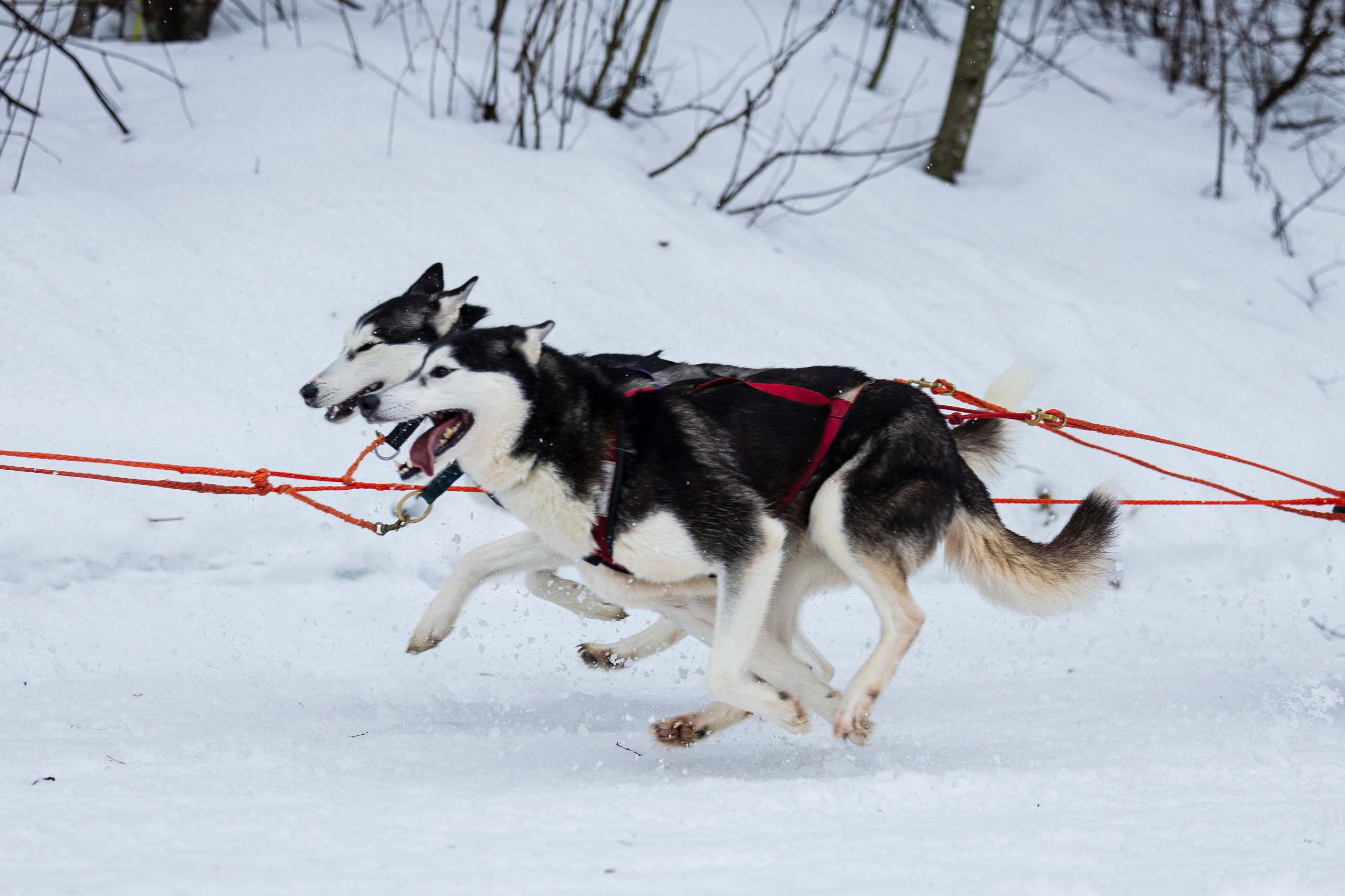 Зимний Чемпионат Санкт-Петербурга по ездовому спорту. Фотограф-анималист Анна Маринич