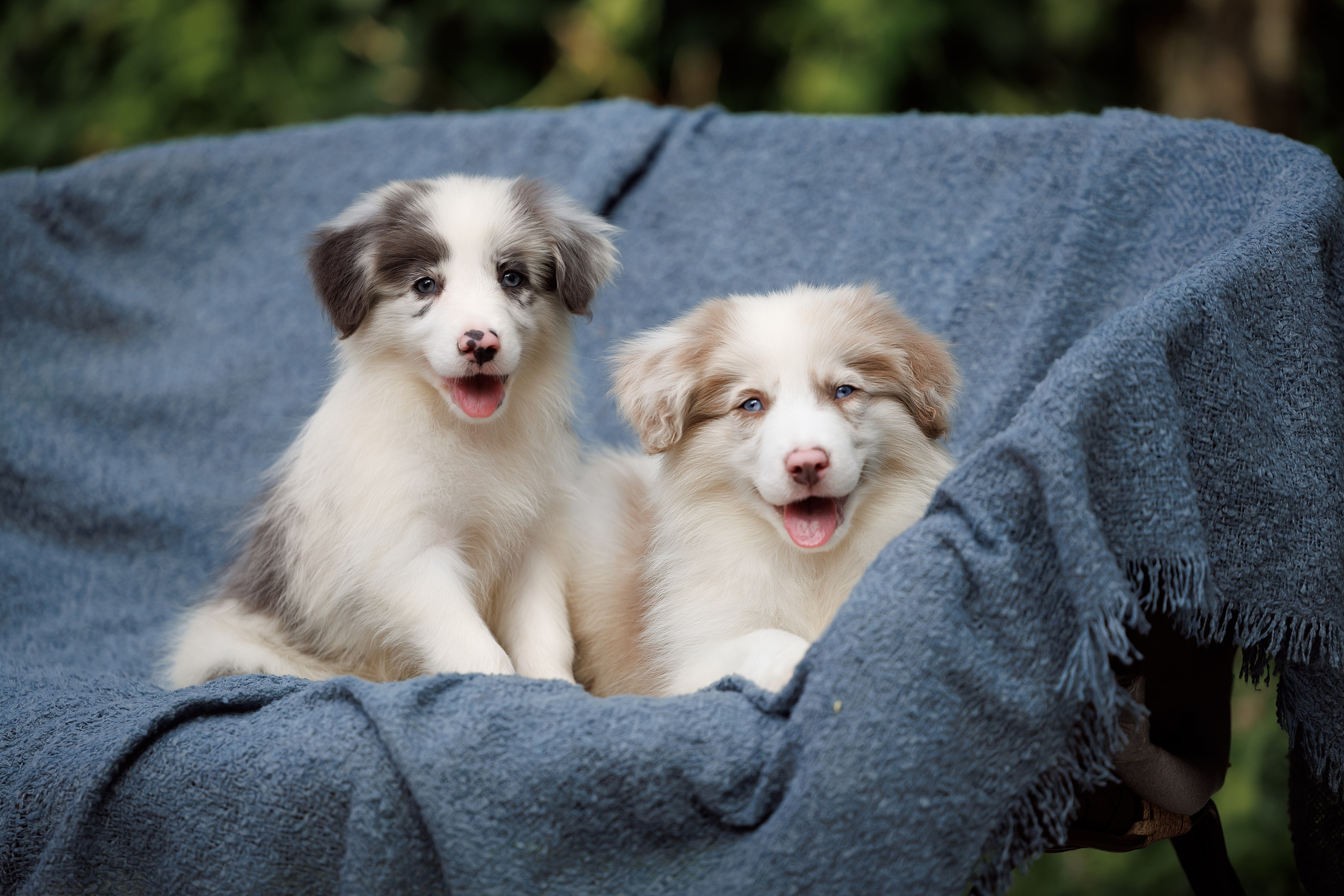 Фотограф-анималист и бренд-фотограф в Москве | Фотография собак, людей, бизнес-портрет