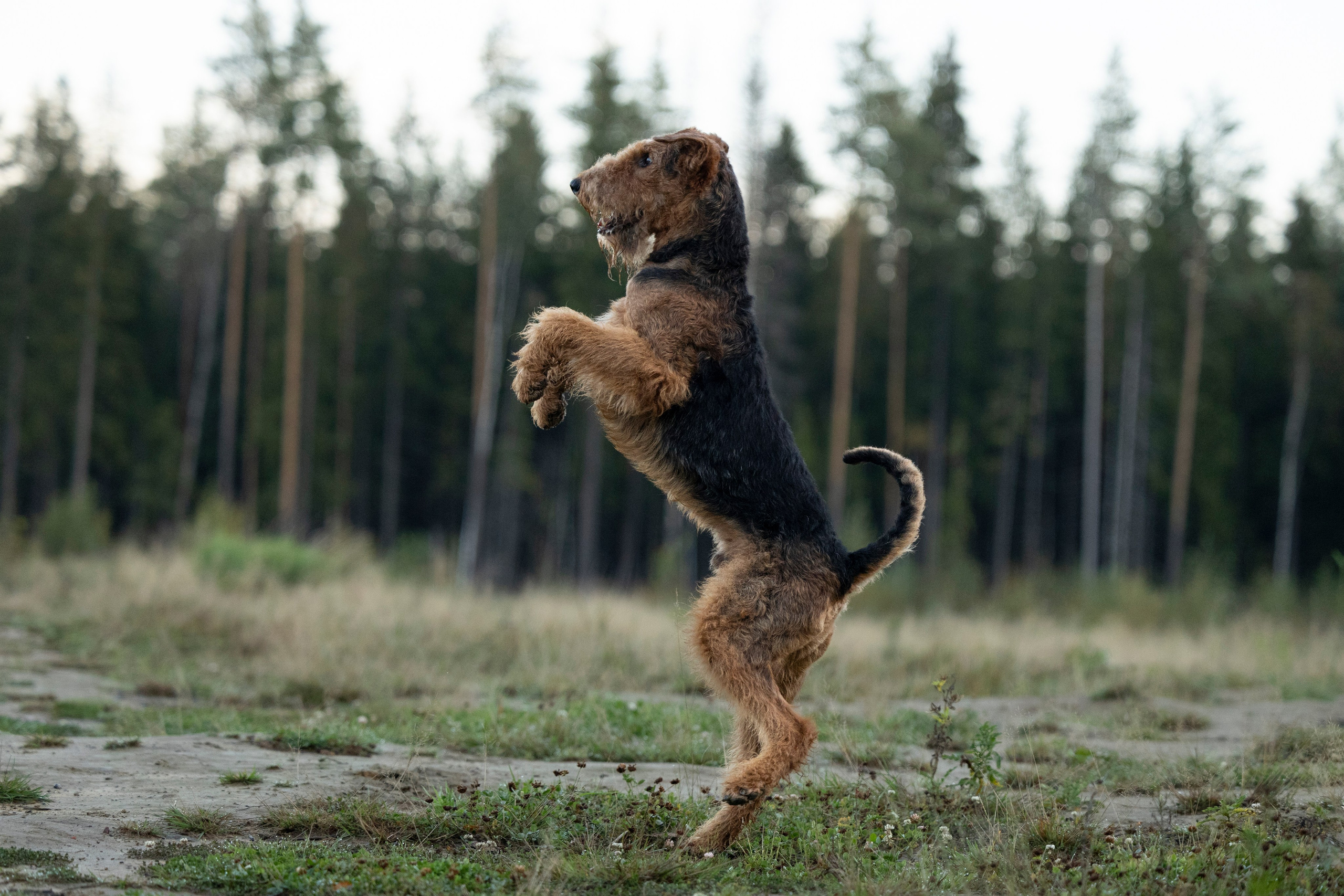 Харди. Фотограф-анималист Анна Маринич