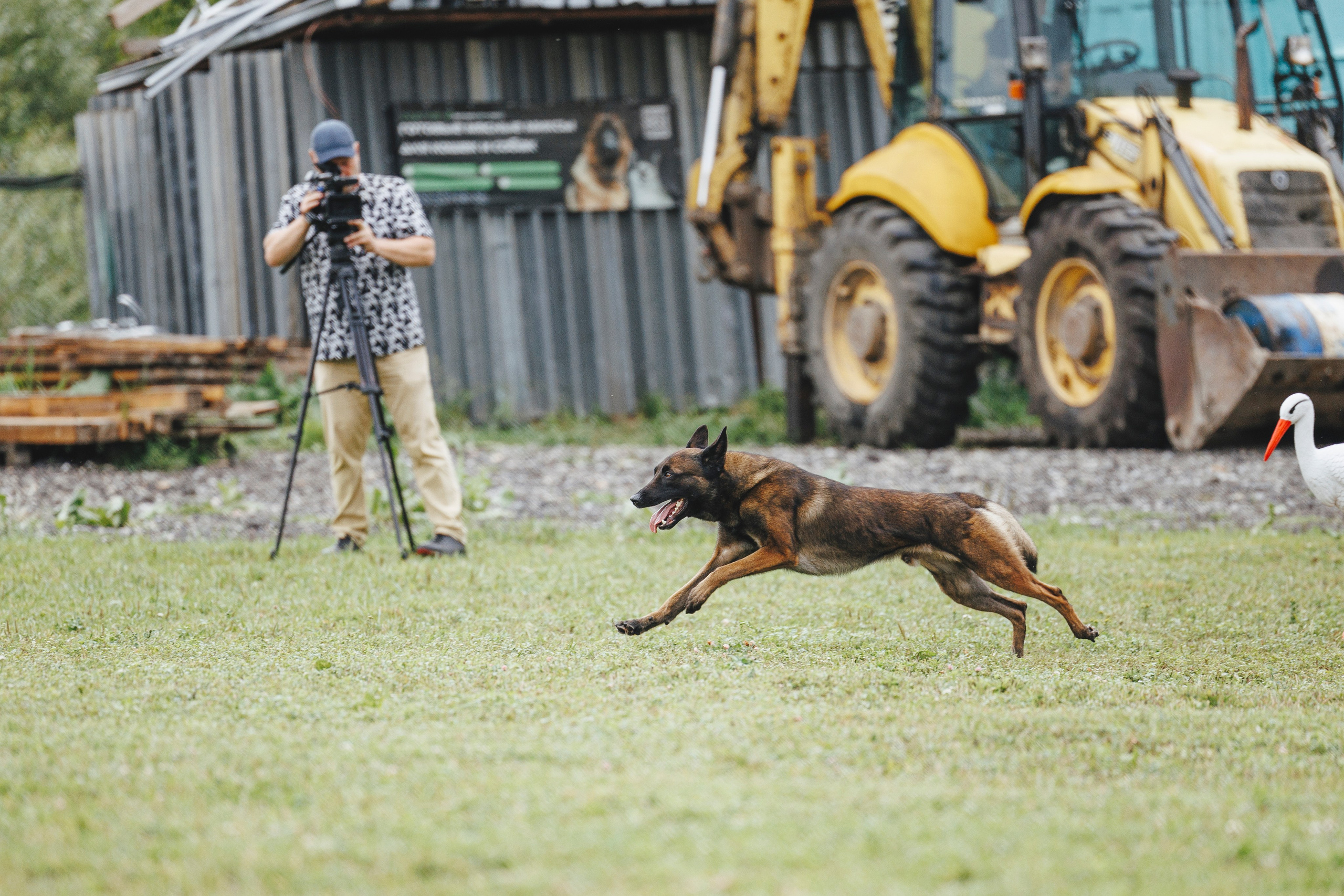 08.08.25-10.08.25 ЧР по мондьорингу г. Вологда. Фотограф-анималист Анна Маринич