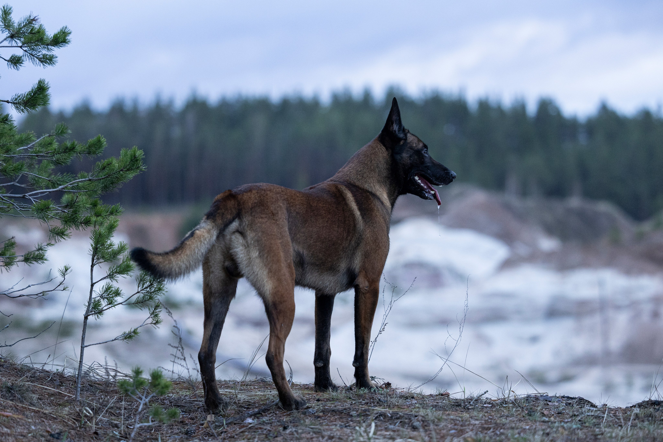 Лужские Мальдивы. Фотограф-анималист Анна Маринич
