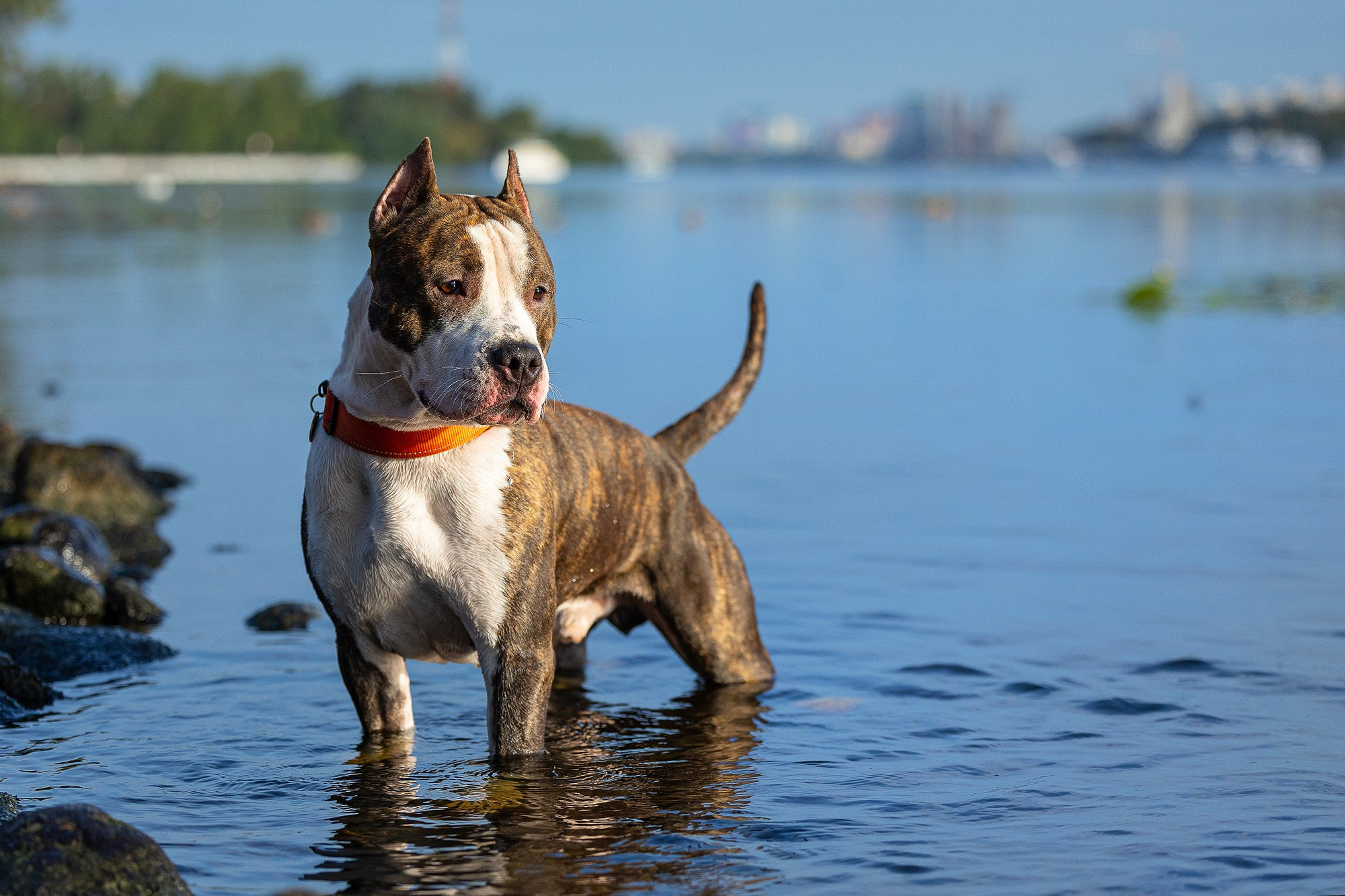 Амстафф Честер и его семья. Фотограф-анималист Natalia Deingel | Фотосъемка собак в Москве
