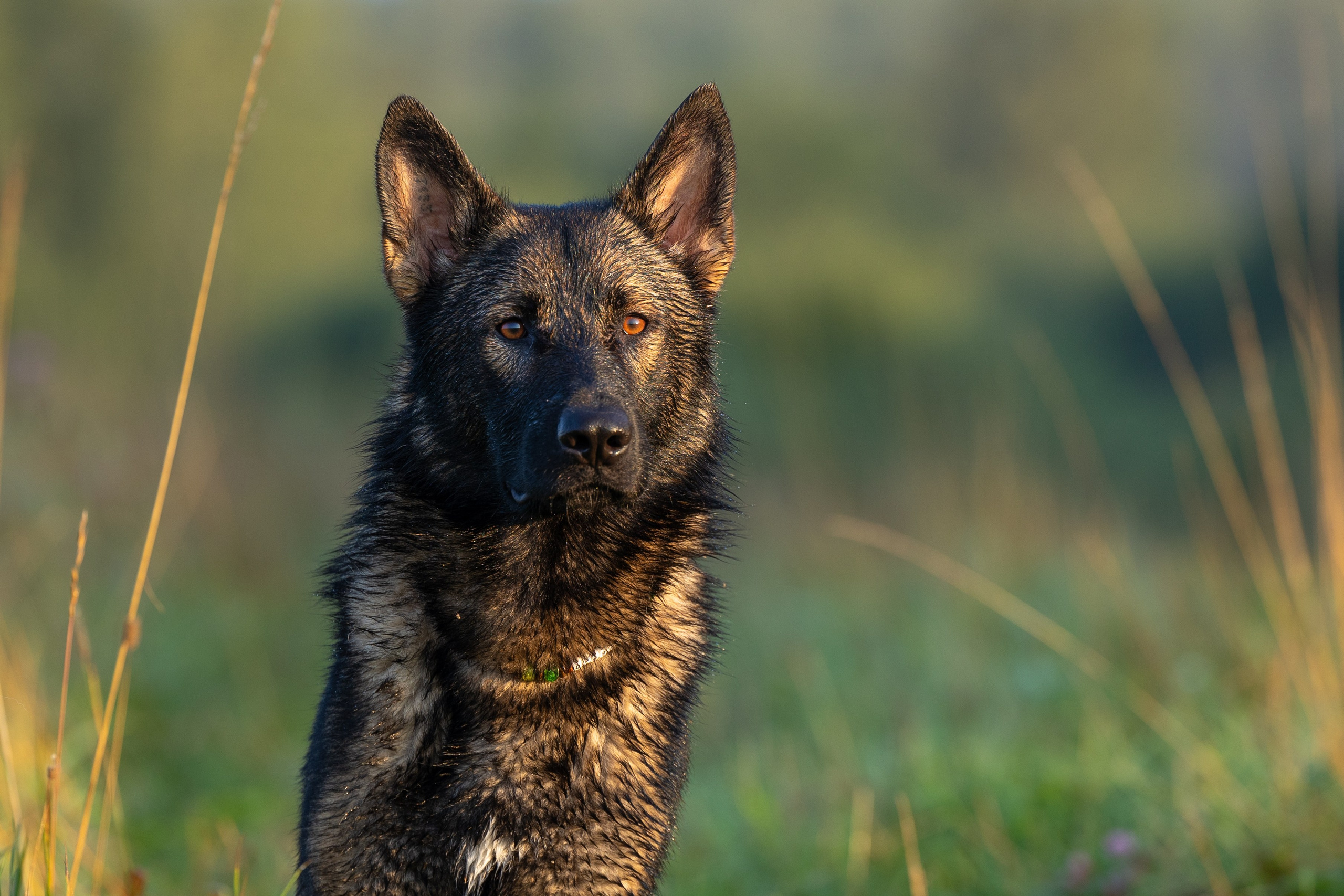 Немецкие овчарки Кетчер и Роскошь. Фотограф-анималист Natalia Deingel | Фотосъемка собак в Москве