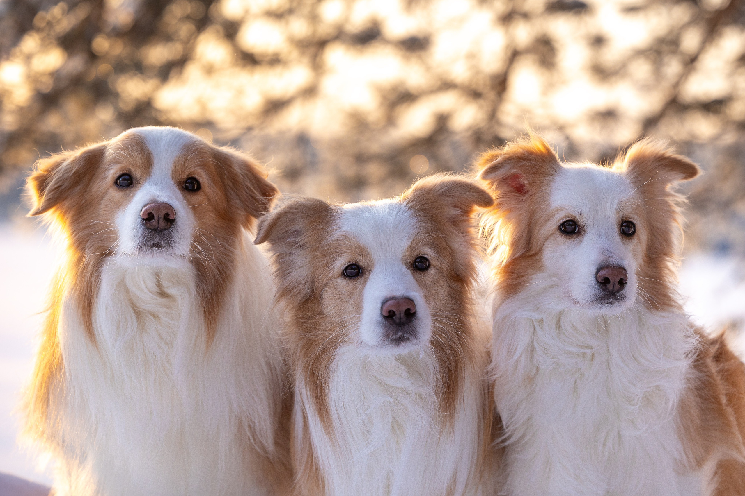 Бордер колли Прайм, Вэй и Лёля. Фотограф-анималист Natalia Deingel | Фотосъемка собак в Москве
