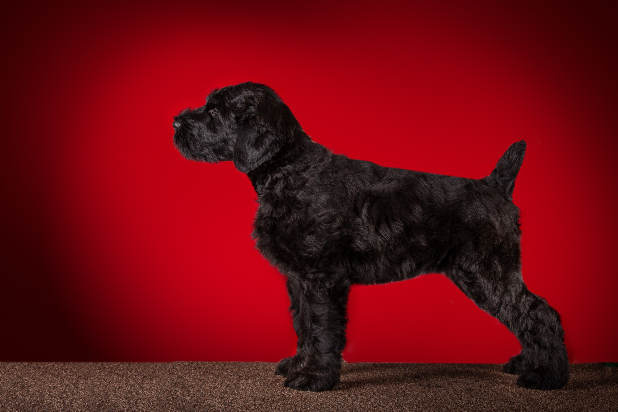 Фотосъёмки щенков. Фотограф-анималист Natalia Deingel | Фотосъемка собак в Москве