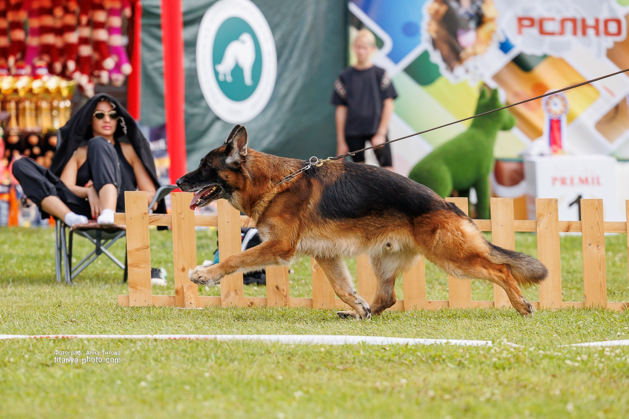 Немецкие овчарки: фото из рингов и вне ринга, мутпроба (фотографии с выставок). Фотограф собак, фотограф-анималист Аня Титова (Titanya). Москва
