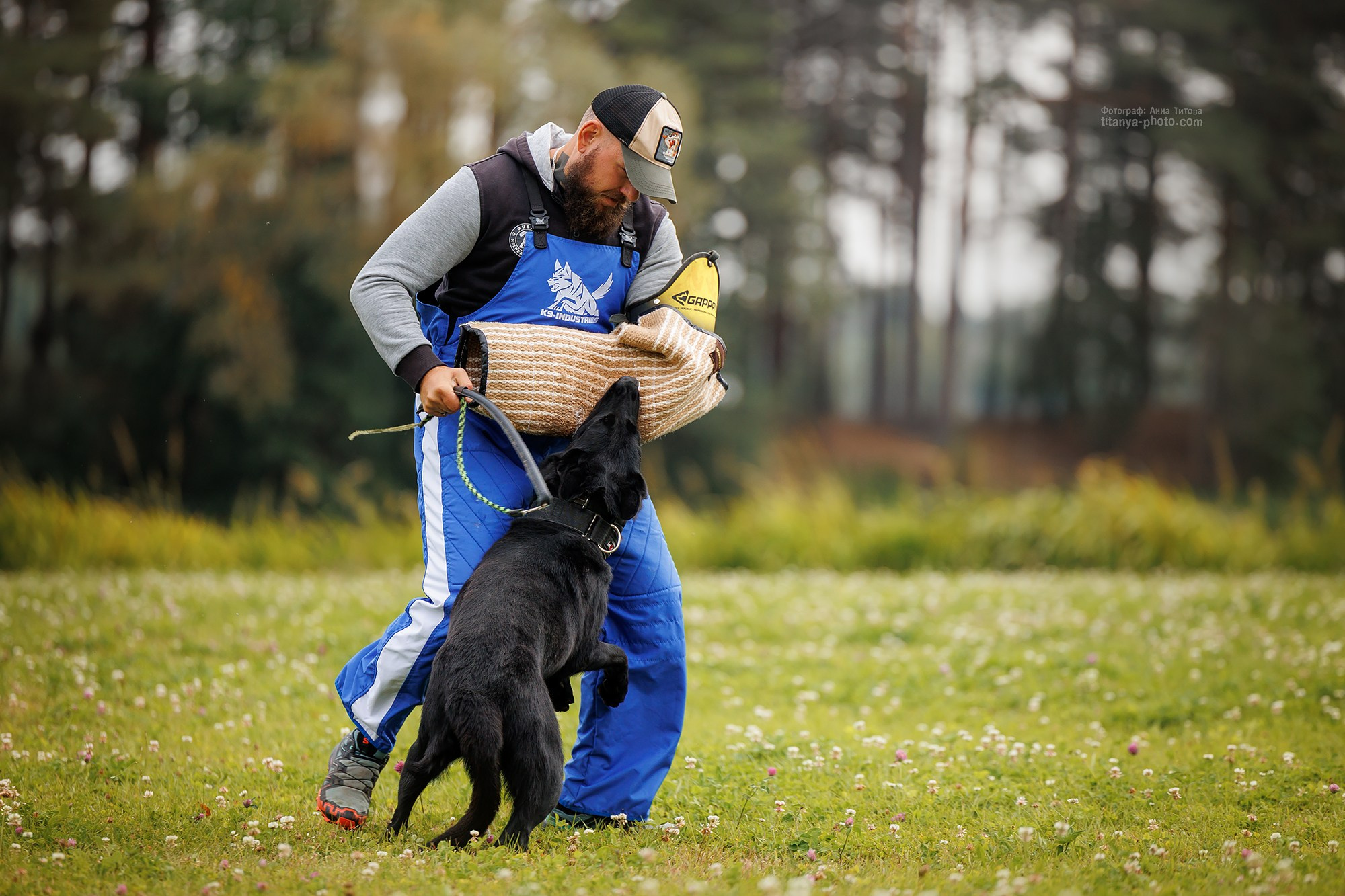 Тренировка по защите в питомнике немецких овчарок «Легенда Волги». Фотограф собак, фотограф-анималист Аня Титова (Titanya). Москва