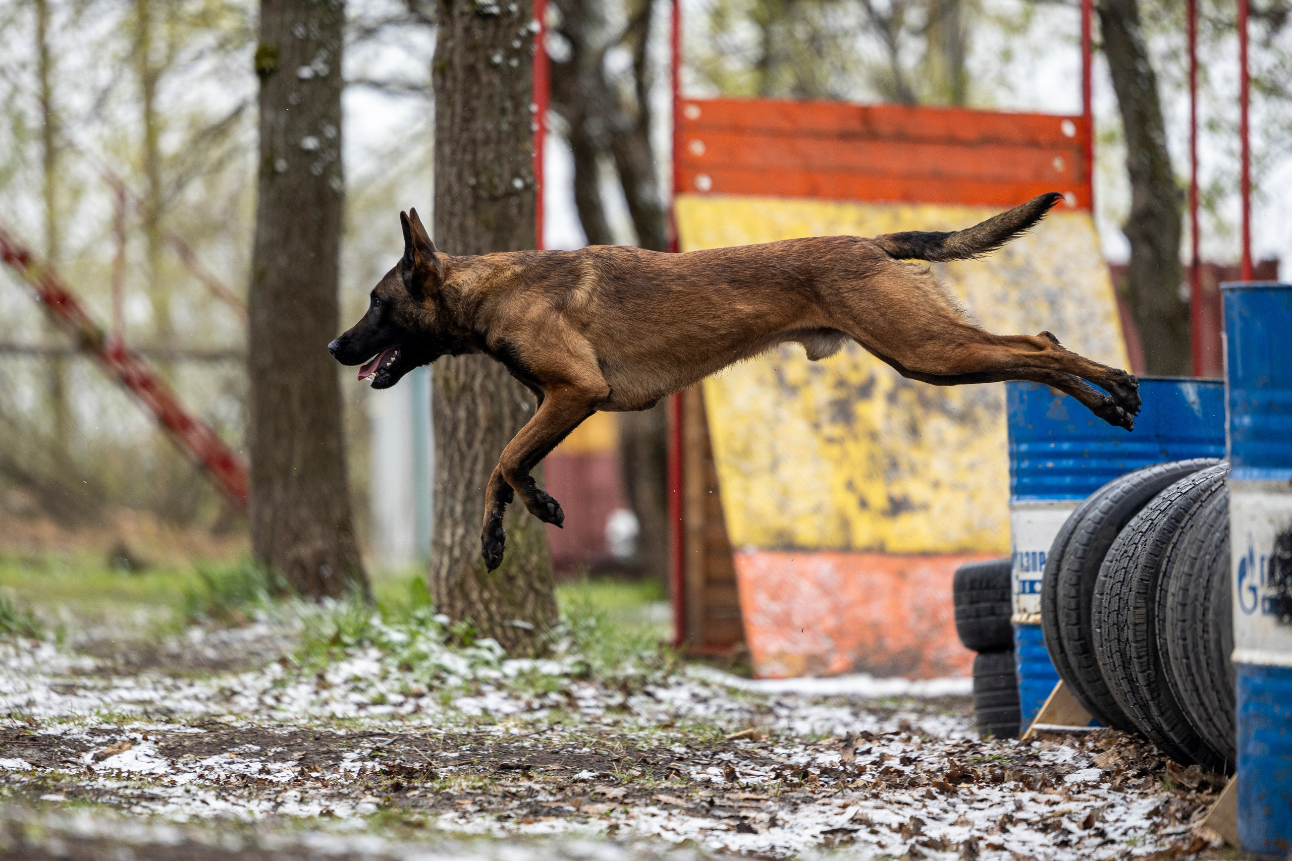 Квалификационные состязания по мондьорингу г. Вологда 11.05.24. Фотограф-анималист Анна Маринич
