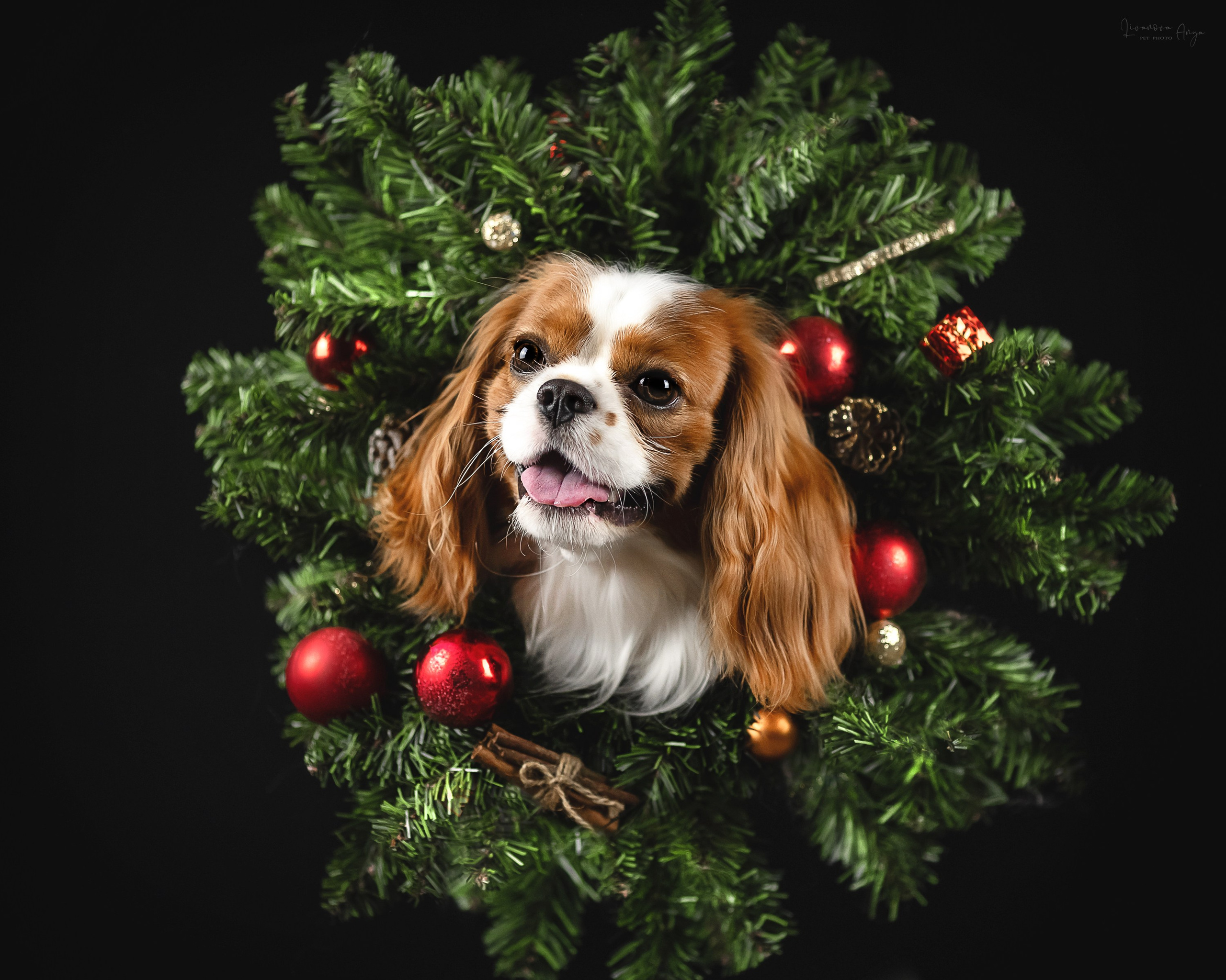 Фотодень_2 2025. Фотограф анималист Аня Ливанова | Рыбинск