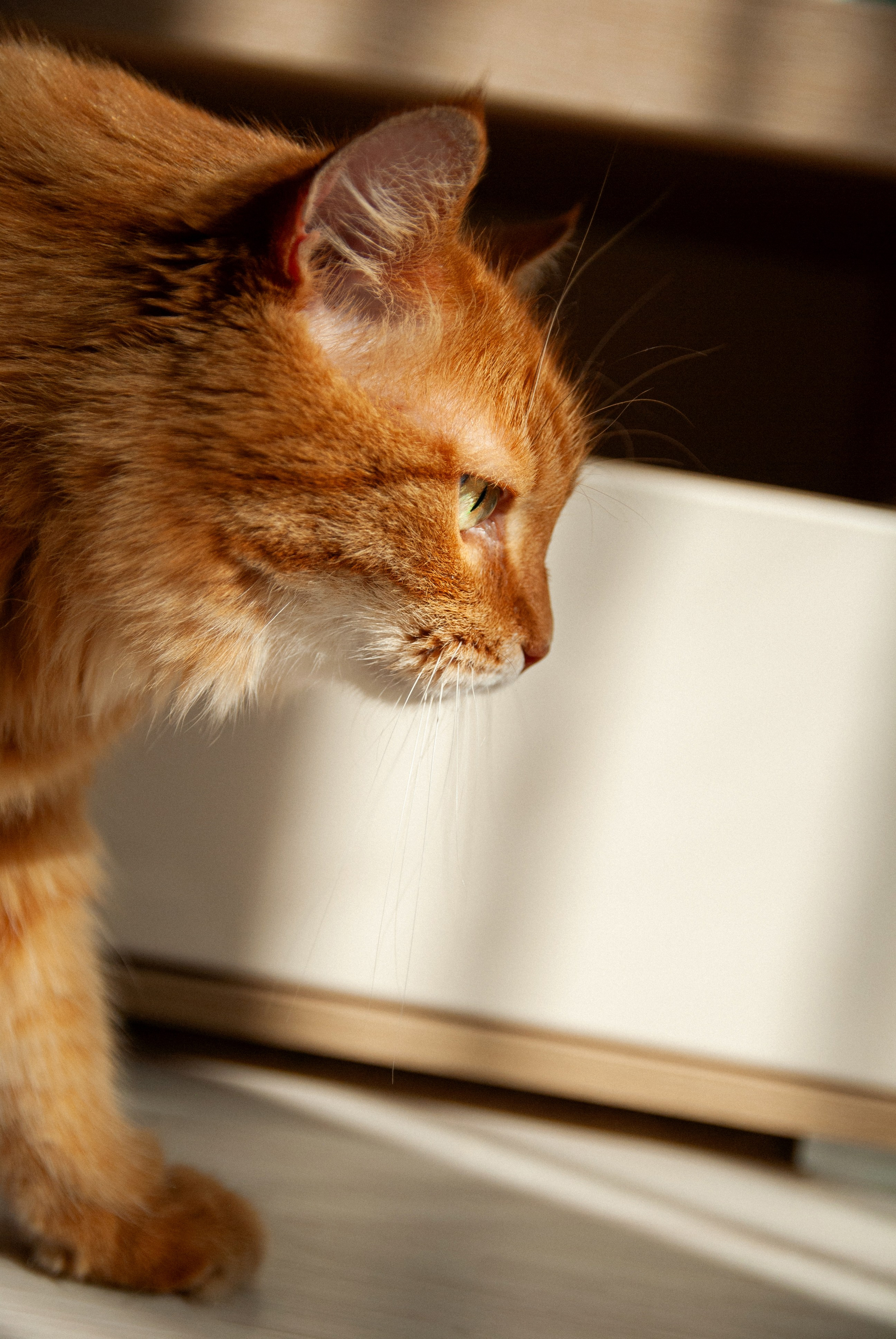 Зоопарк в моём багаже. Кошенкова Мария: портретный и репортажный фотограф. Санкт-Петербург