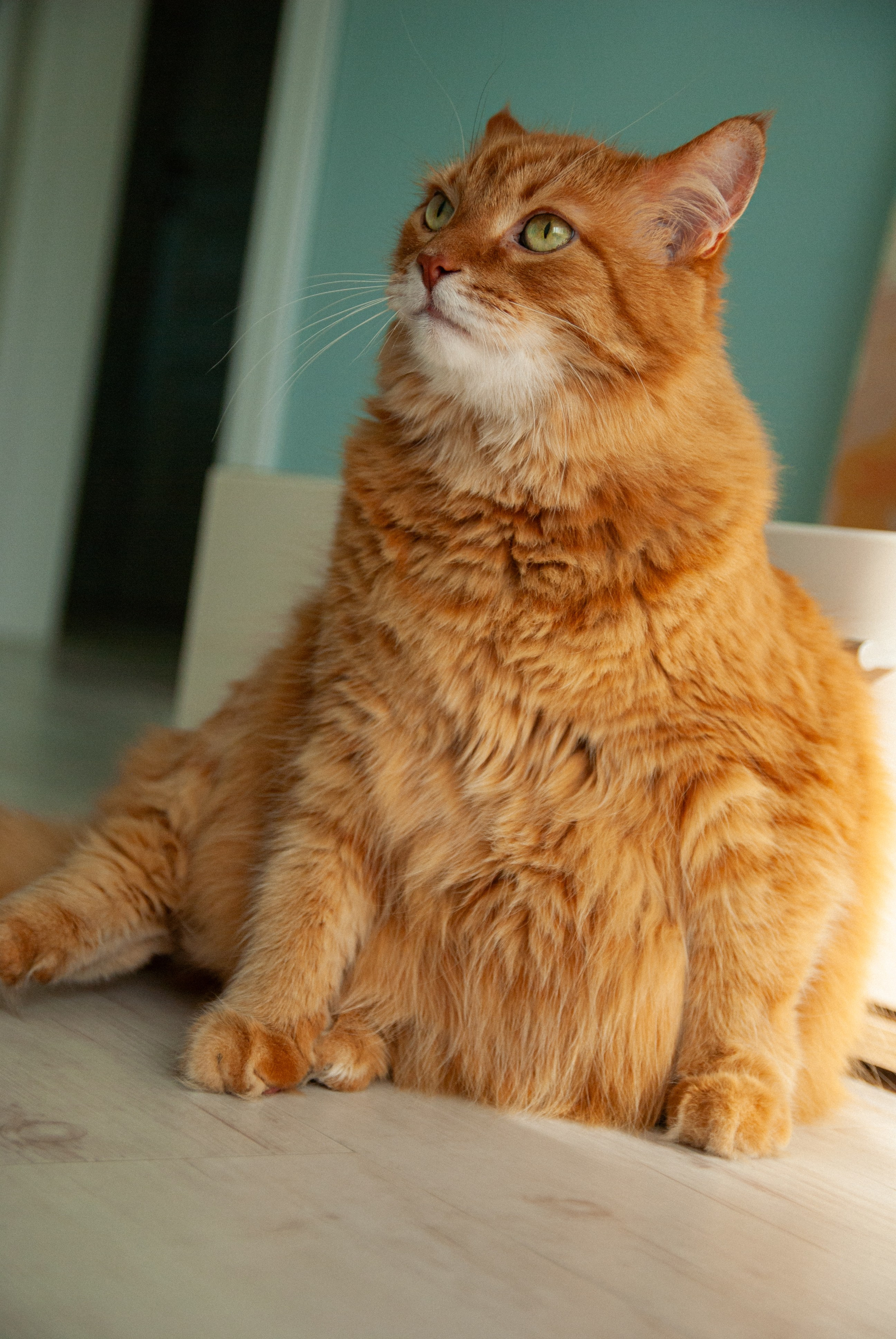 Зоопарк в моём багаже. Кошенкова Мария: портретный и репортажный фотограф. Санкт-Петербург