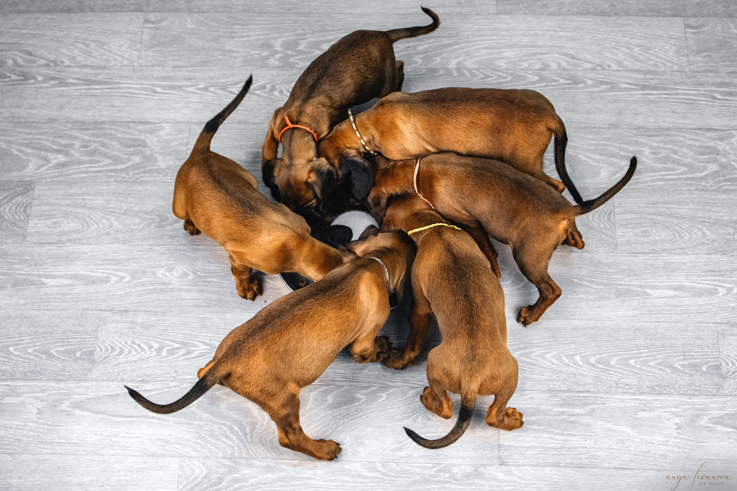 Баварки. Фотограф анималист Аня Ливанова | Рыбинск