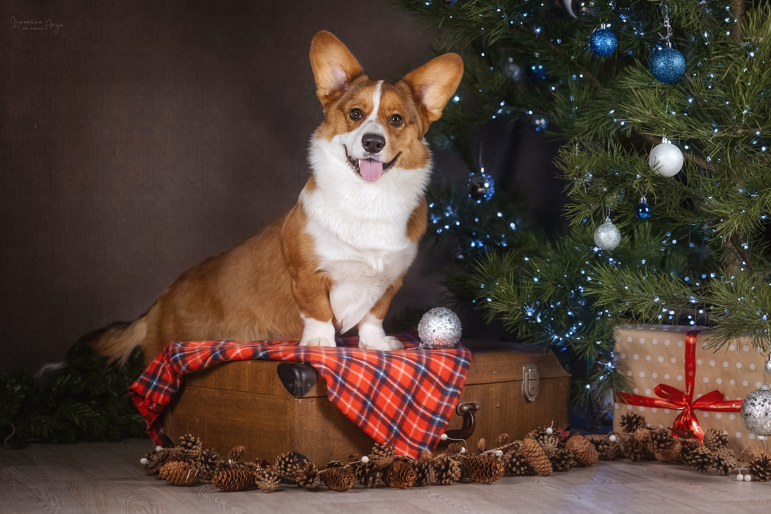 Фотодень_3 2025. Фотограф анималист Аня Ливанова | Рыбинск