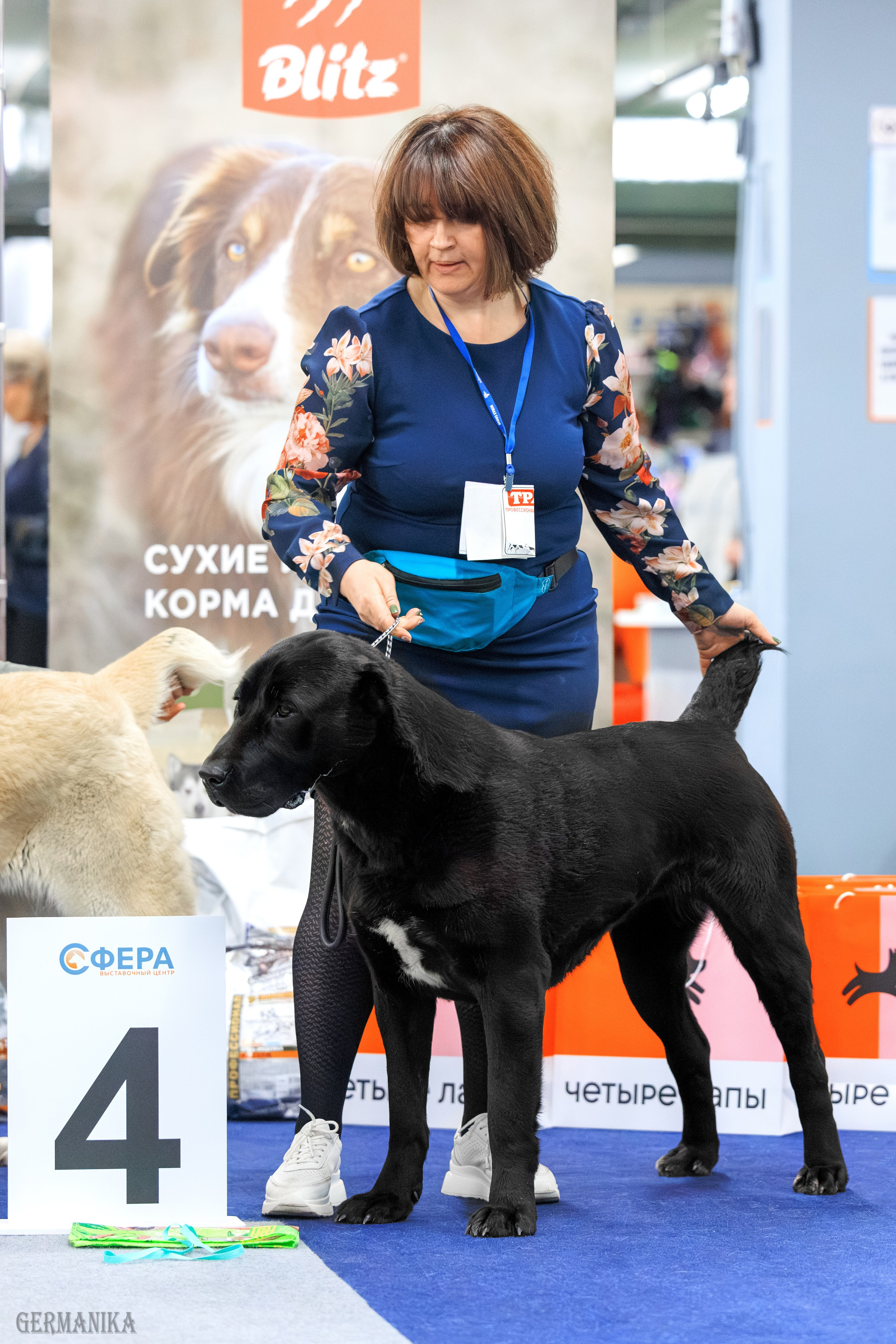 Сфера 08 и 10.03.2024 2хмоно ротвейлеров+2хмоно сао. Фотограф-анималист Юлия Германика