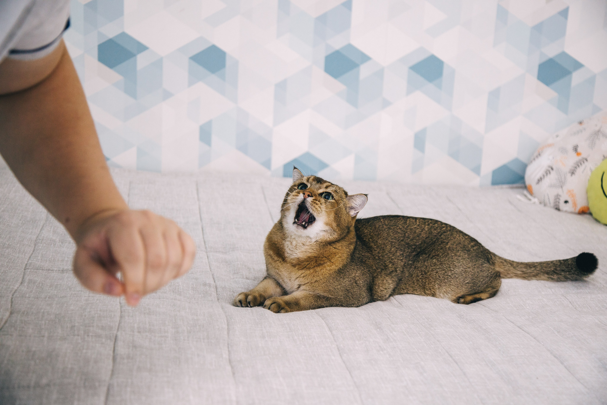 Домашняя :). Репортажный и семейный фотограф в Москве