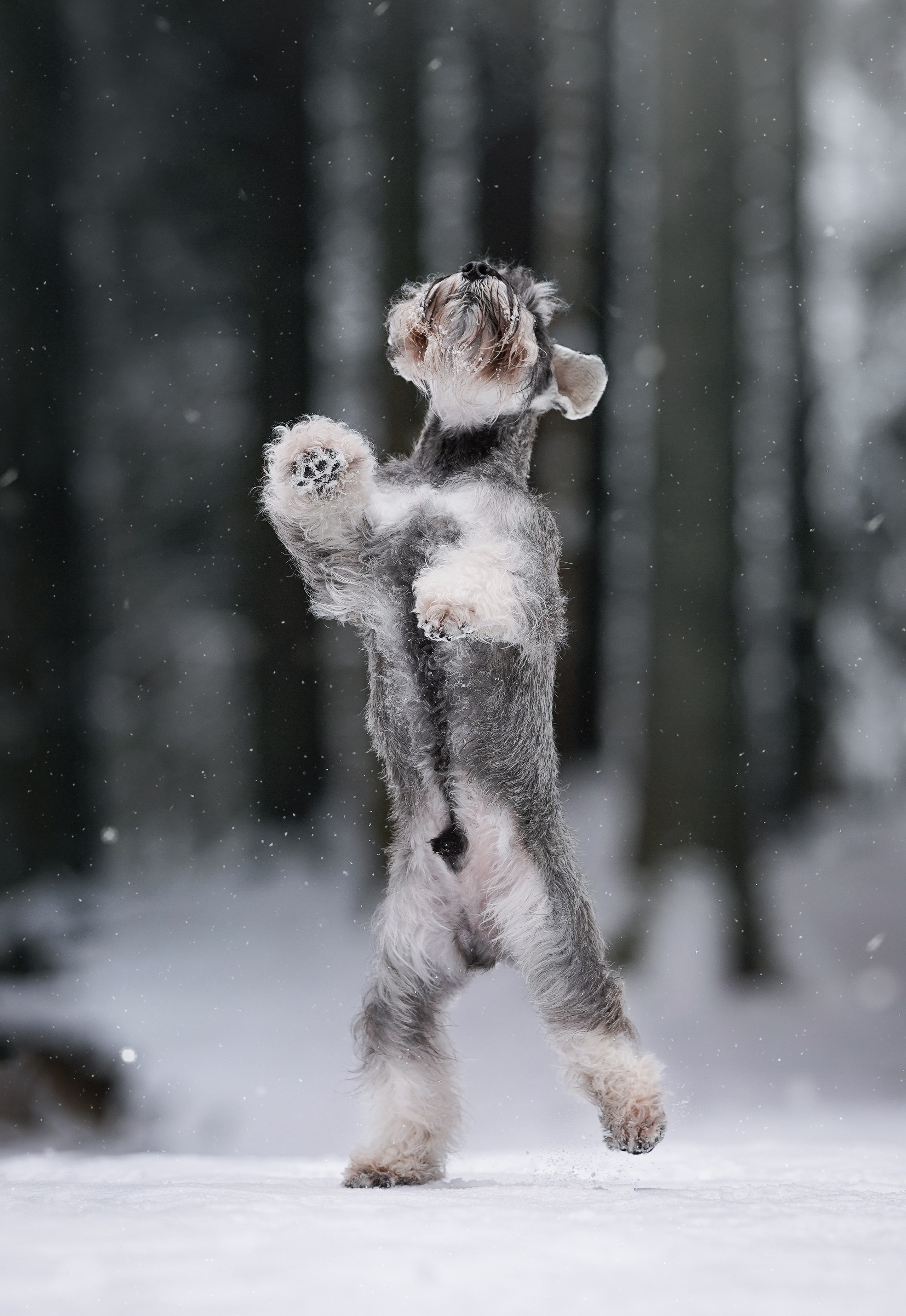 Бенчи и Арчи. Фотограф-анималист в Санкт-Петербурге Яна Мартынова