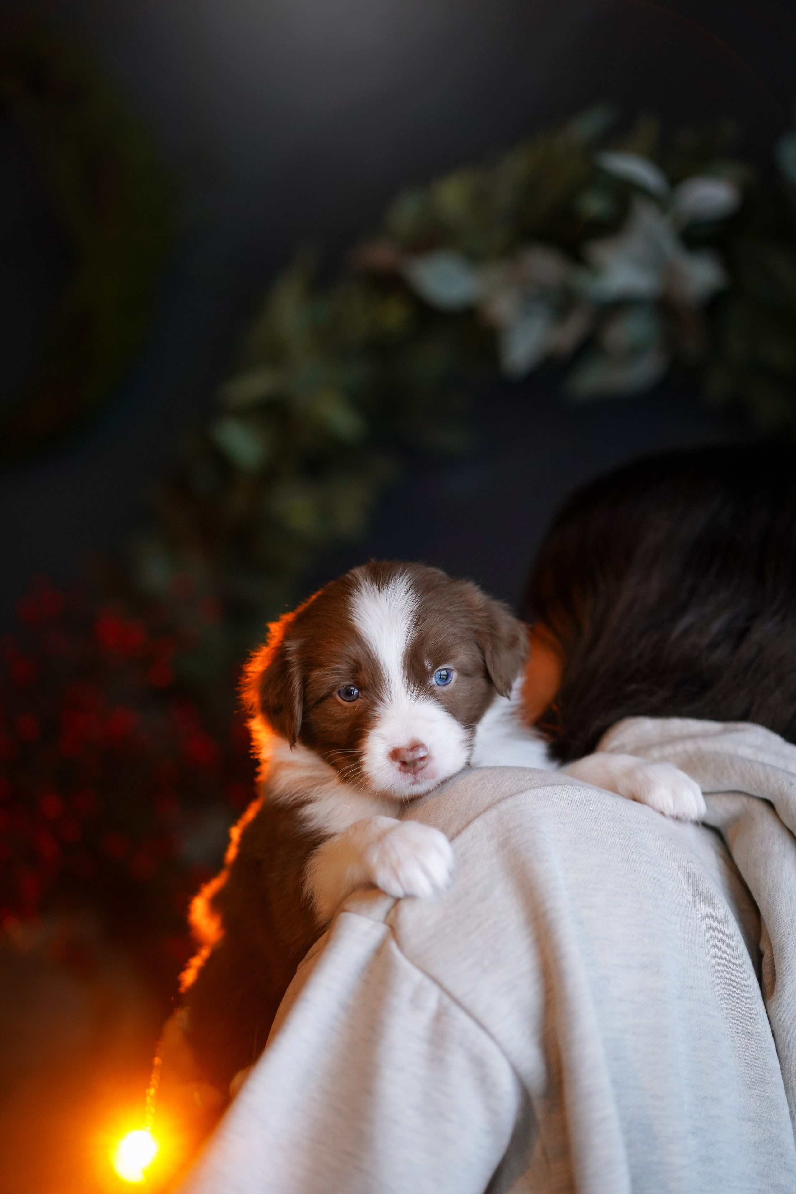 Съемка щеночков в студии. Фотограф-анималист в Санкт-Петербурге Яна Мартынова