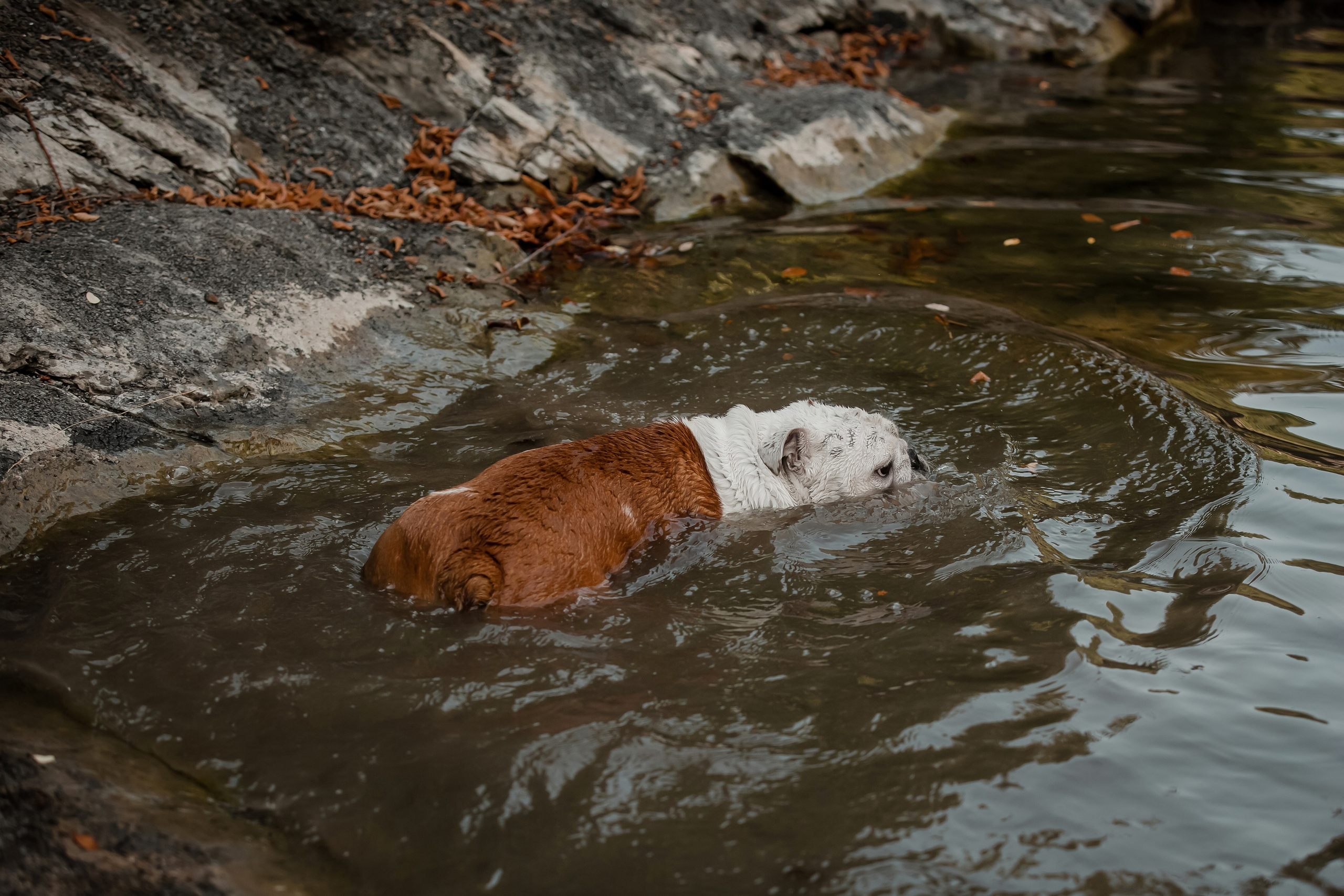 Фотосессия английского бульдога на речке. Фотограф-анималист в Краснодаре Маша Мельникова