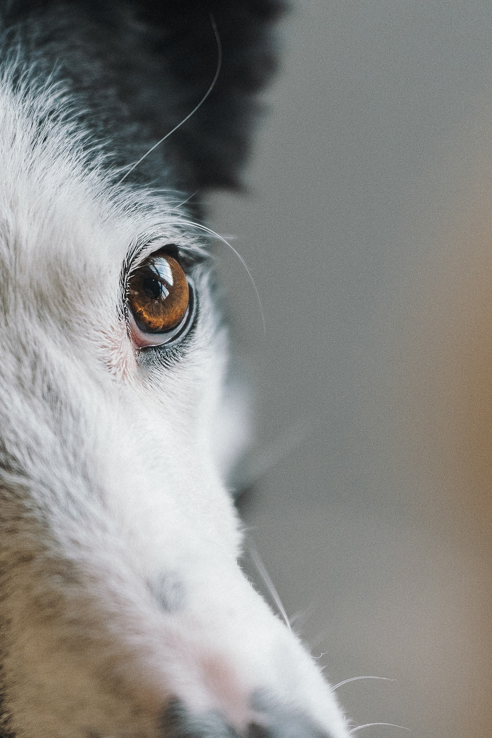 Таня, Марта и Клипса. Фотограф анималист в Москве и Санкт-Петербурге Свиридова Анна