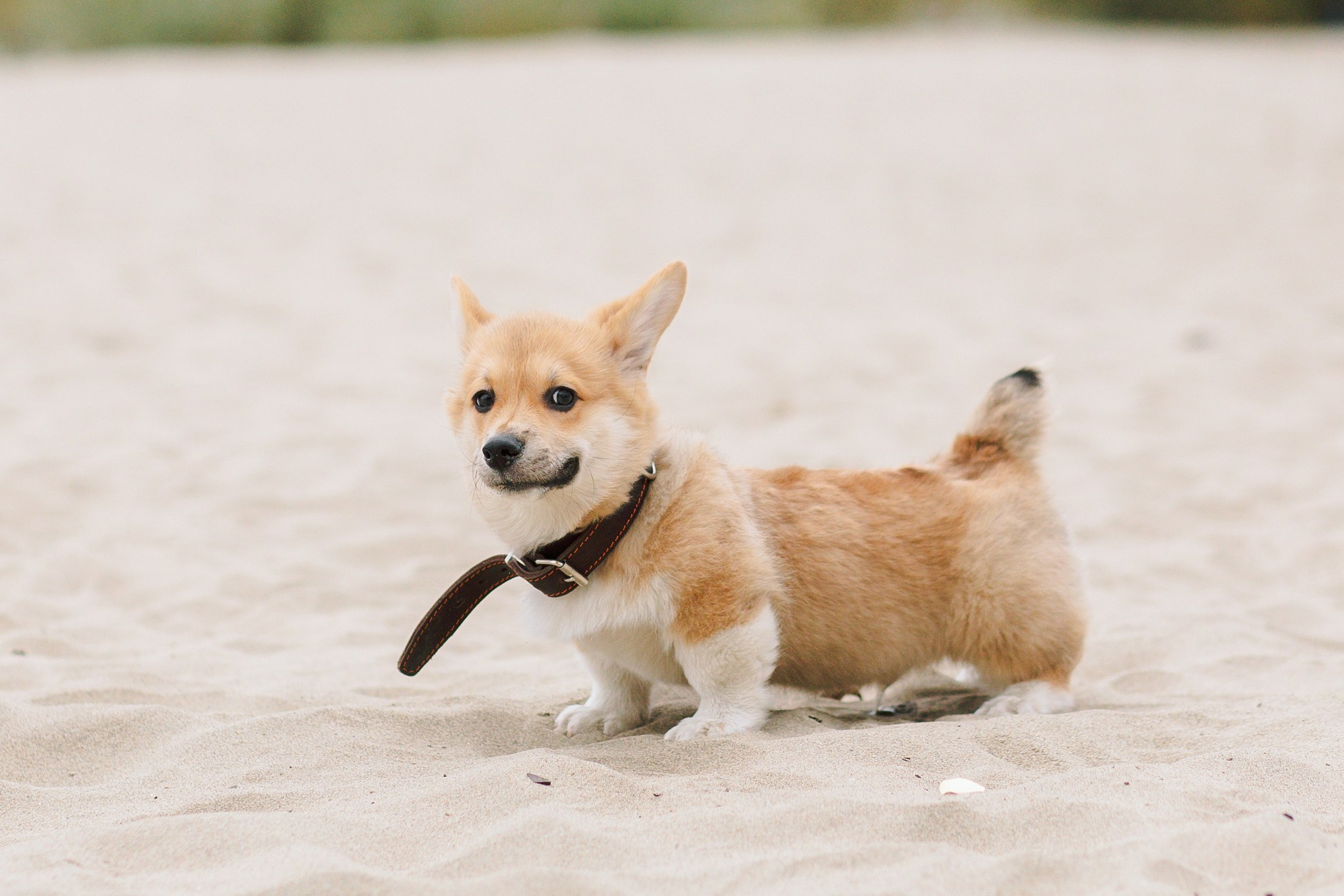 Стич. Семейный, репортажный, свадебный фотограф в Краснодаре Артур Александрин